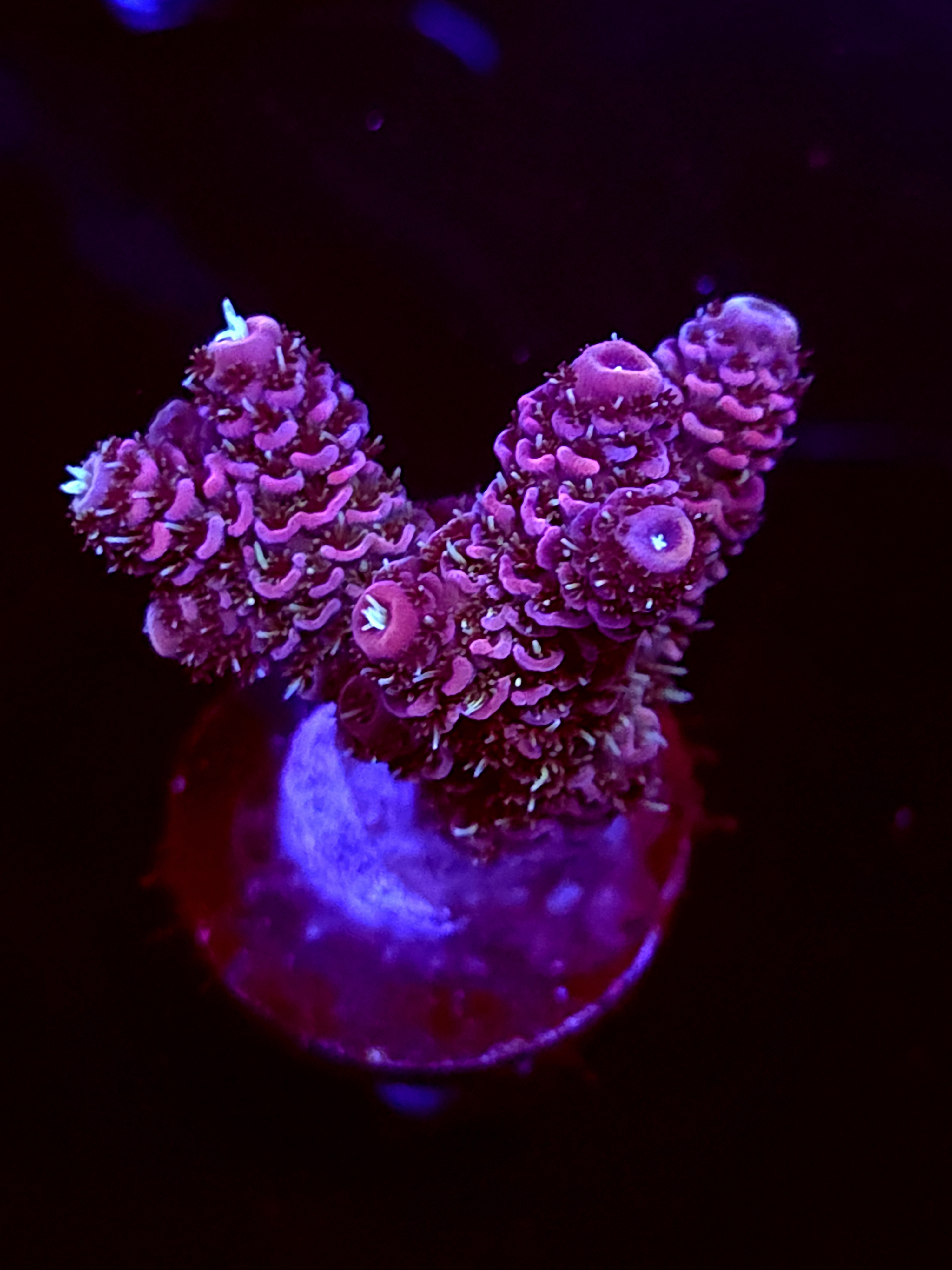 SBB "Syrup Flow" Acro Medium Multiple Branch