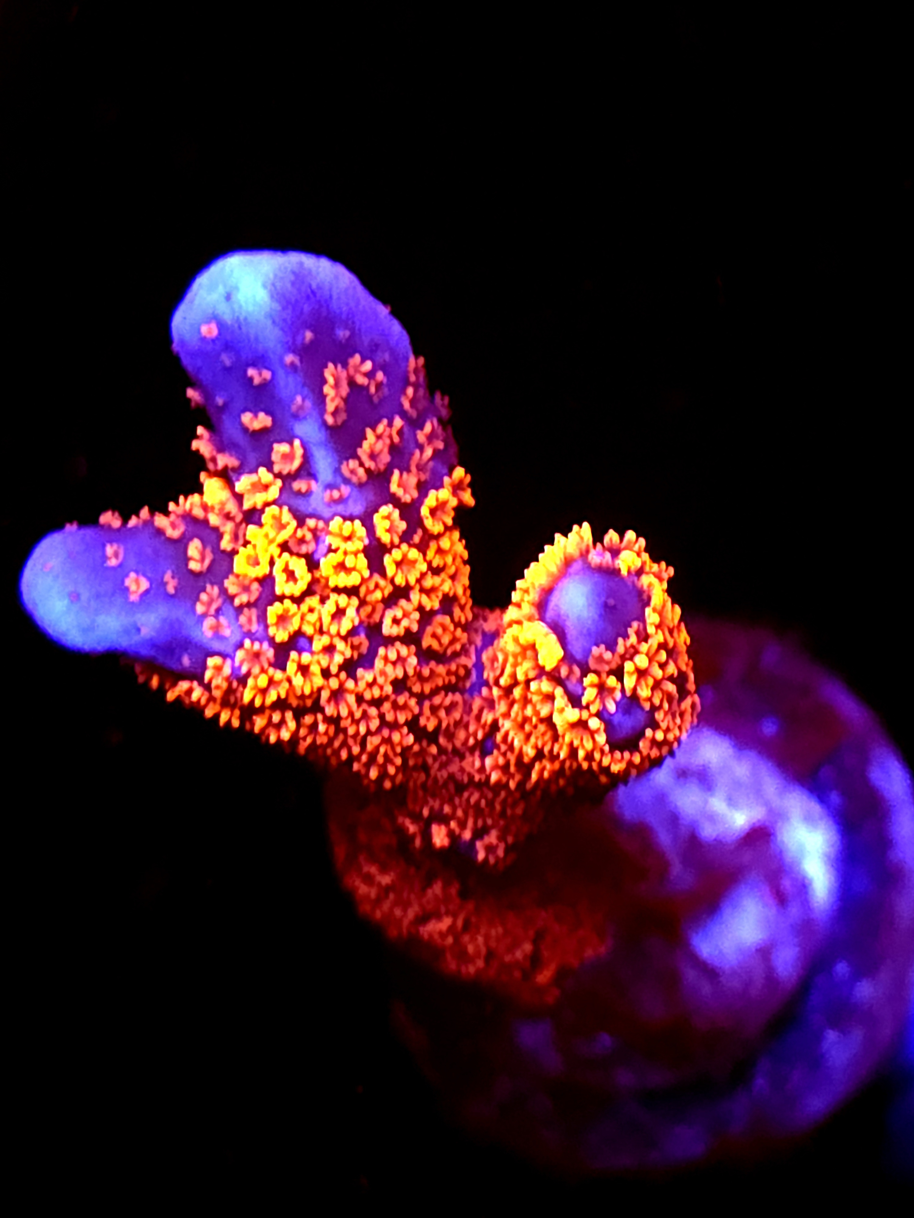 SBB "Bubble Digi" Acro Large 2 Branch