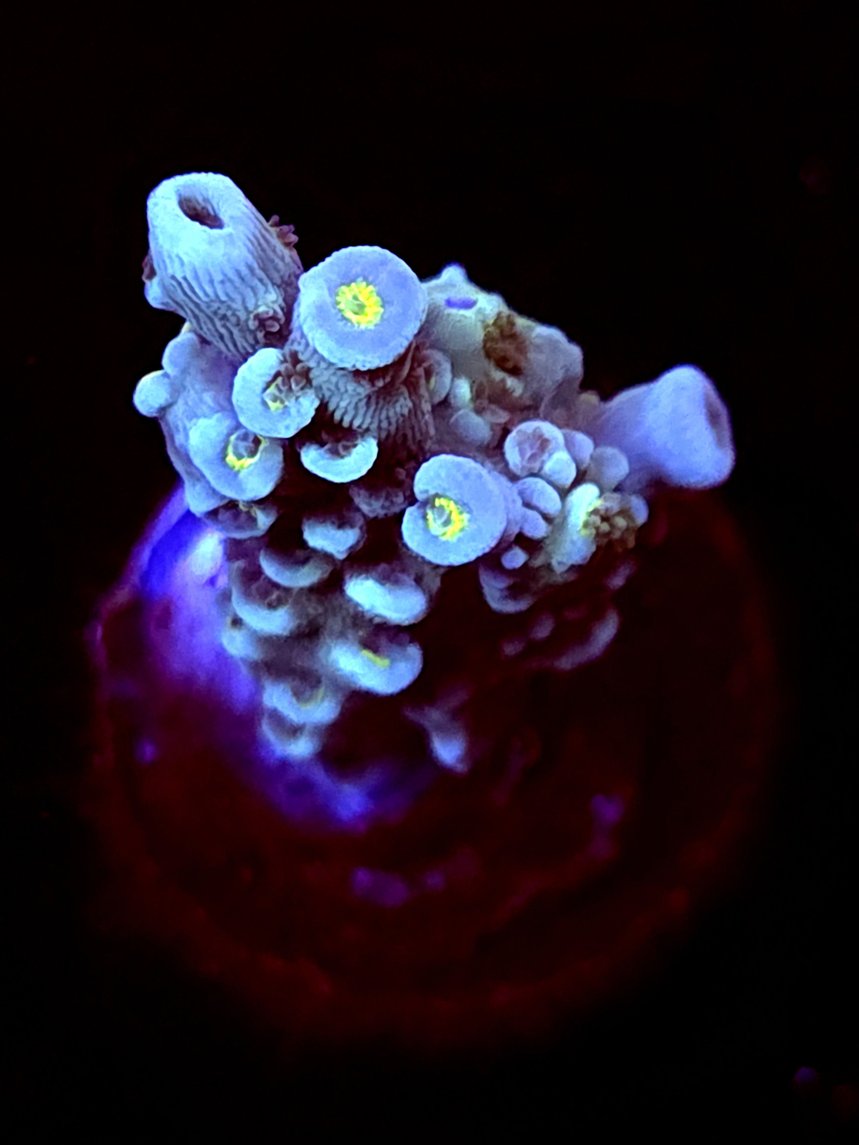 SBB "Toxic Mirage" Acro Medium Branch