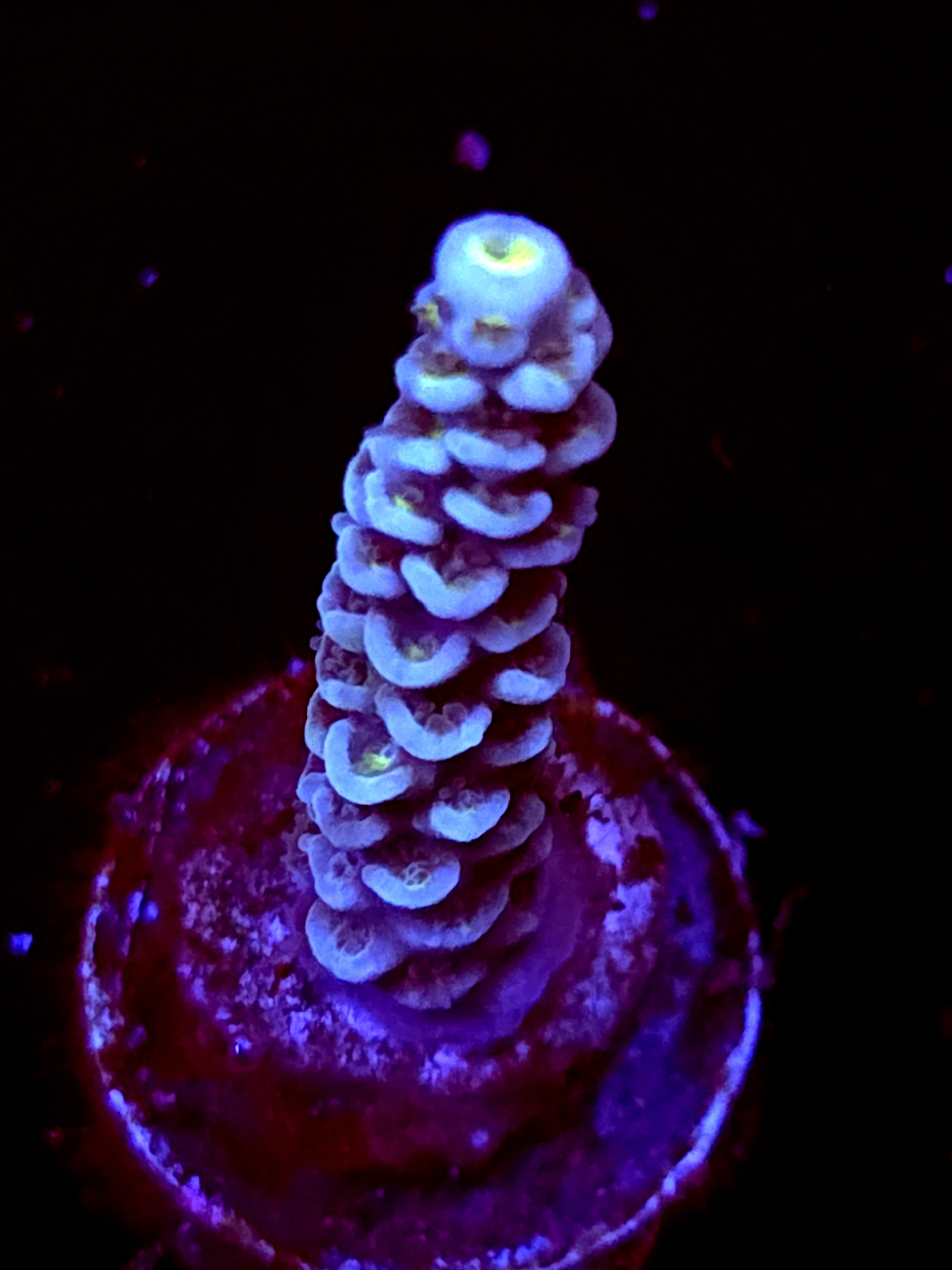 SBB "Toxic Mirage" Acro Medium Branch