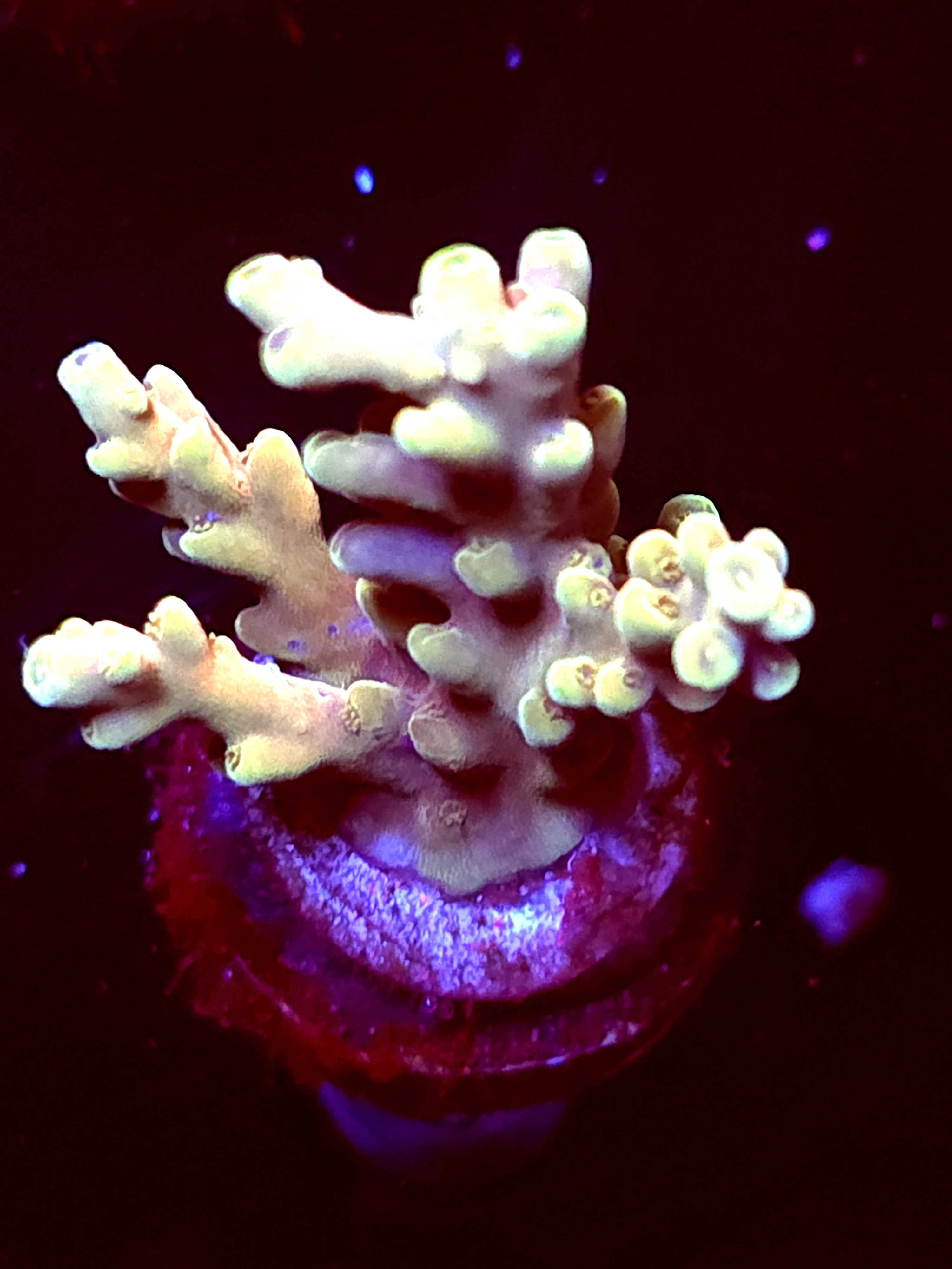 SBB "Gummy Reactor" Acro Medium Mutiple Branches