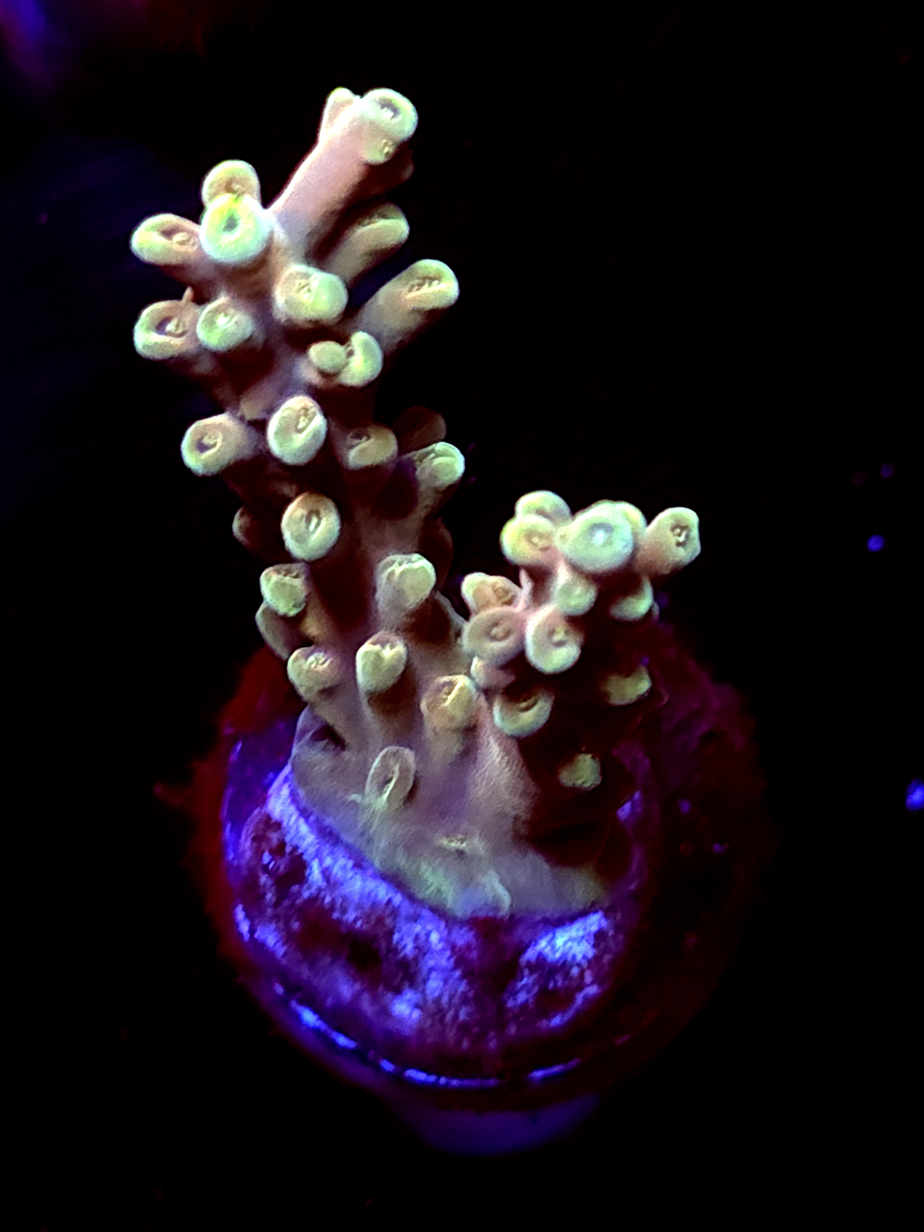 SBB "Mystery Signature" Acro Medium 2 Branch