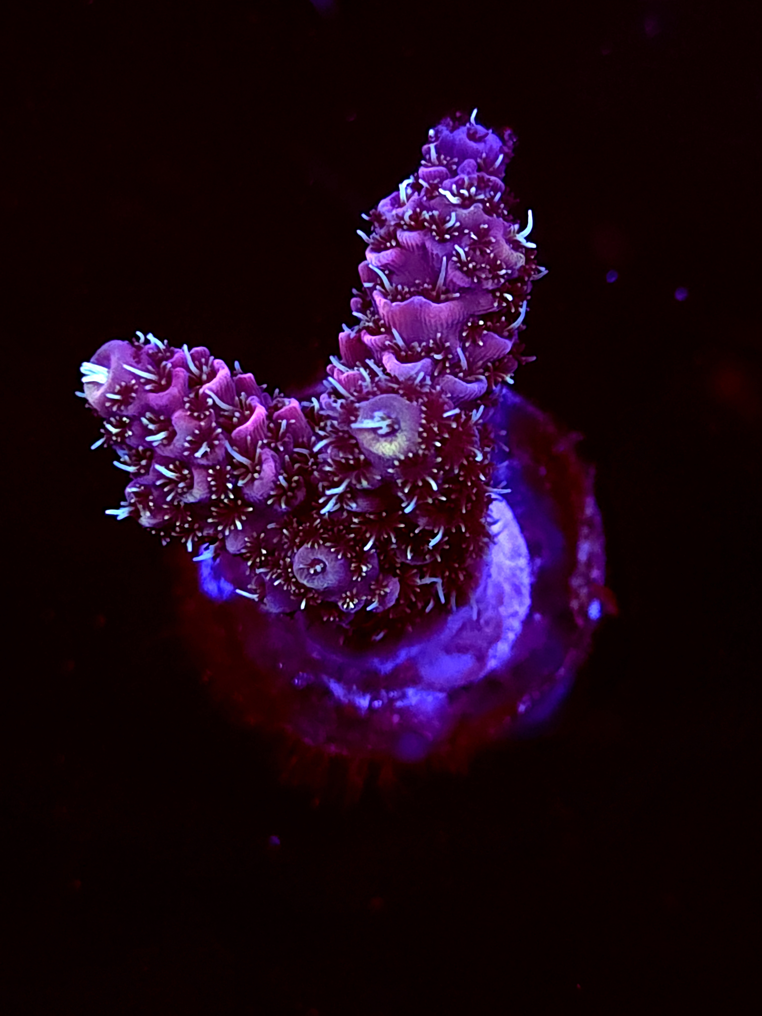 SBB "Mystery Signature" Acro Medium 3 Branch