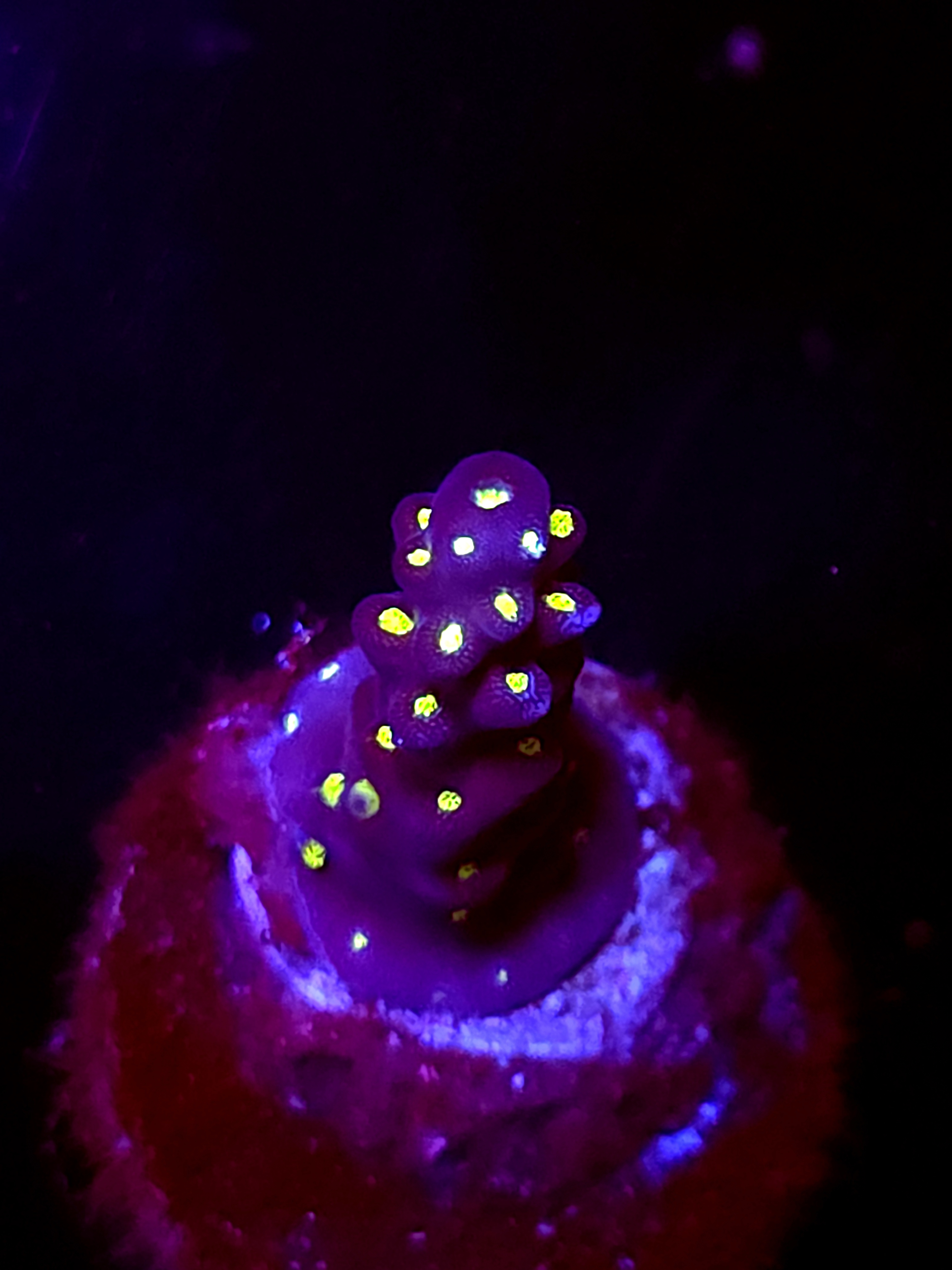 SBB "Light Saber" Acro Small Branch