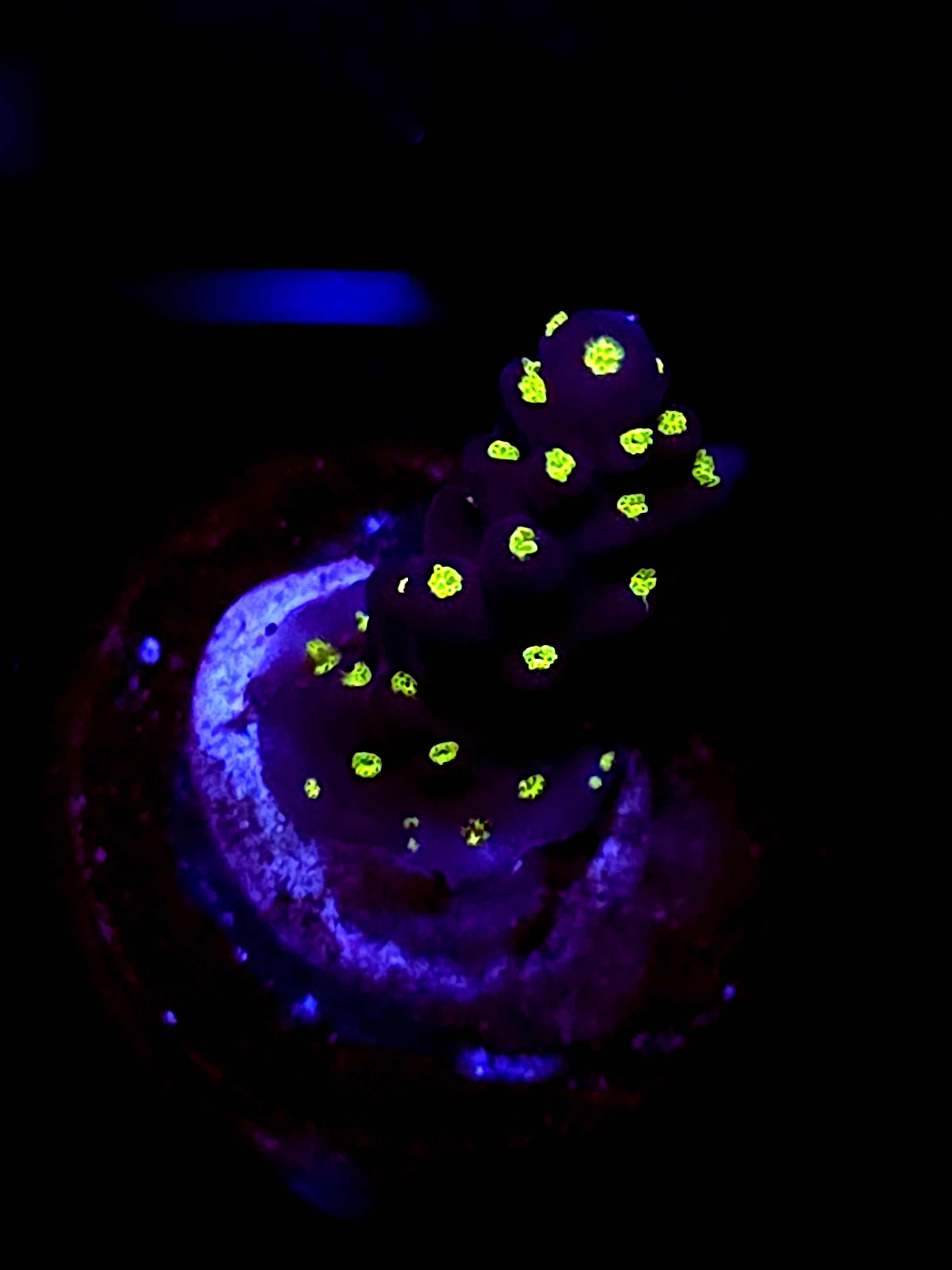 SBB "Mystery Signature" Acro Small Branch