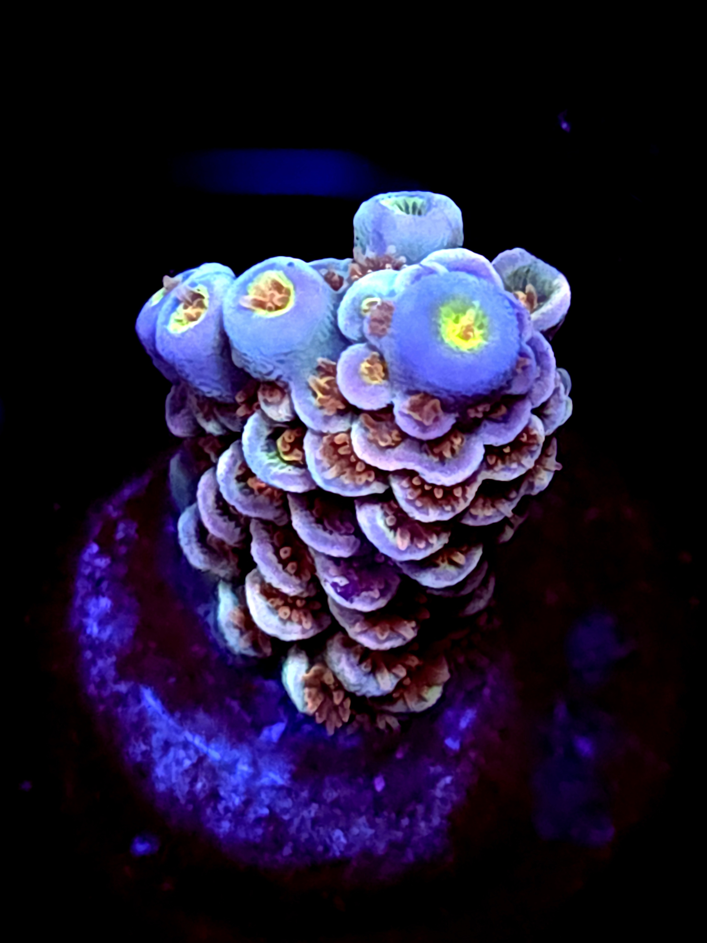 SBB "Venomous Halo" Acro Large Branch