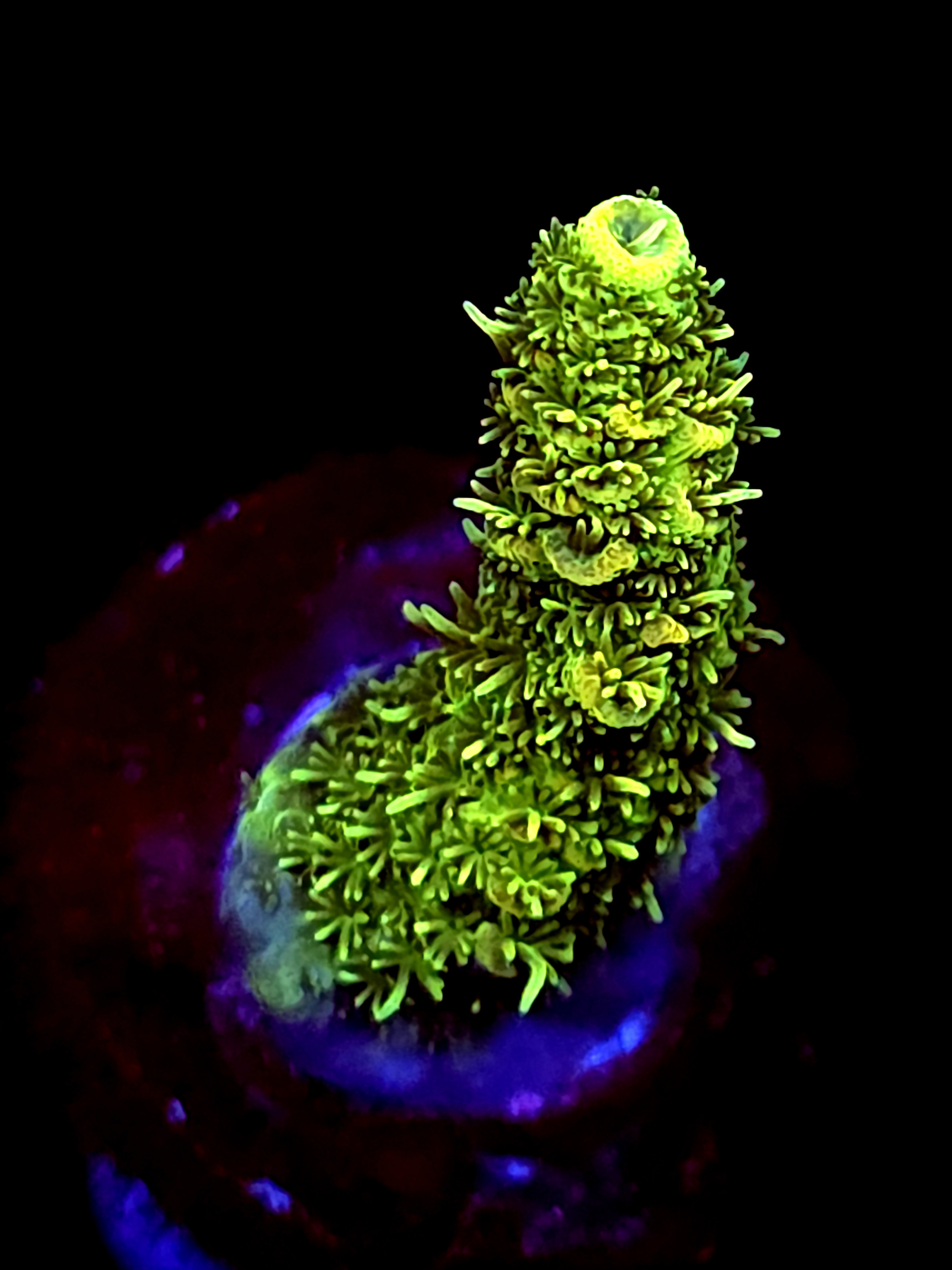 SBB "Mystery Signature" Acro Small Branch