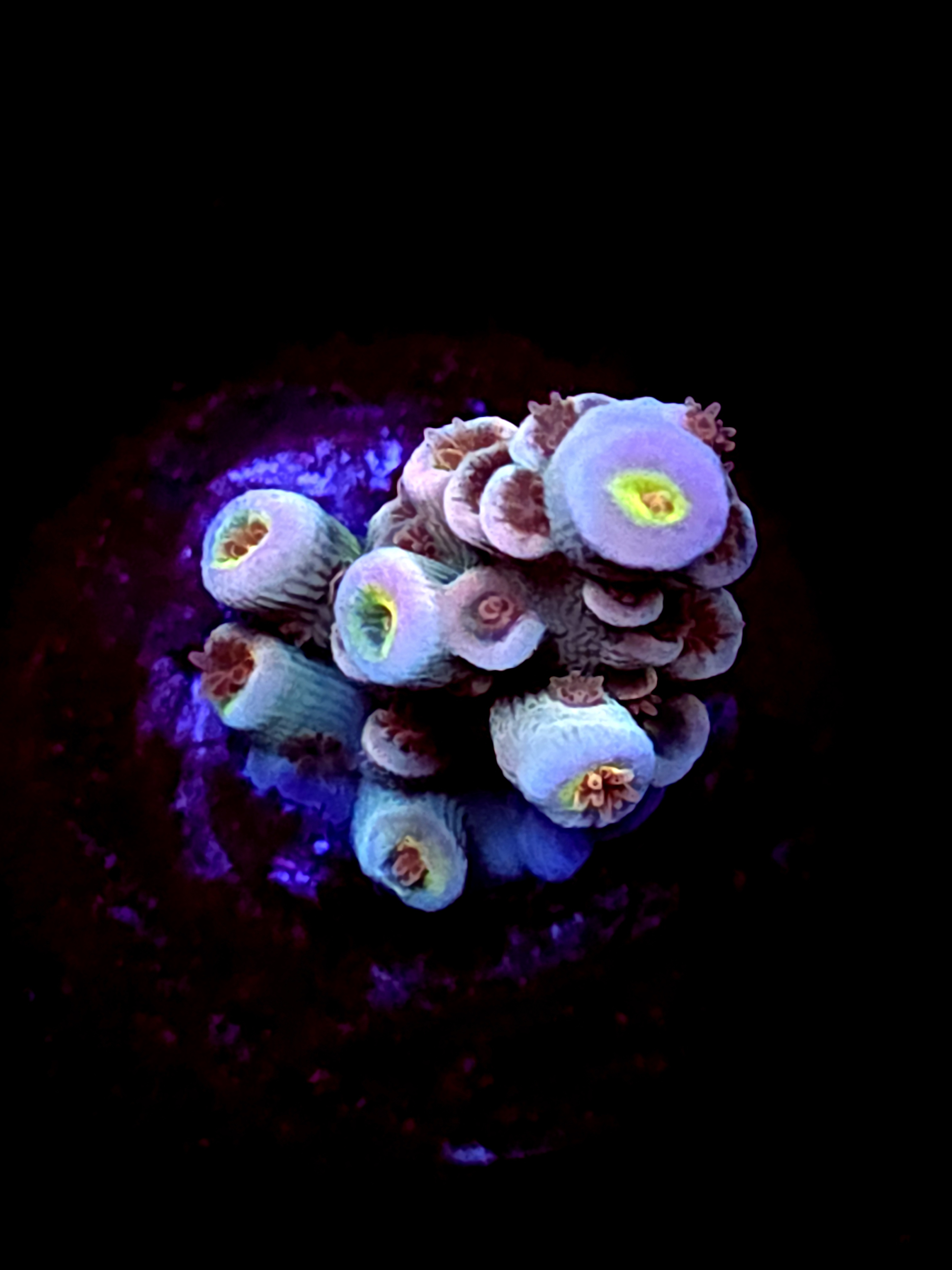 SBB "Venomous Halo" Acro Small Branch