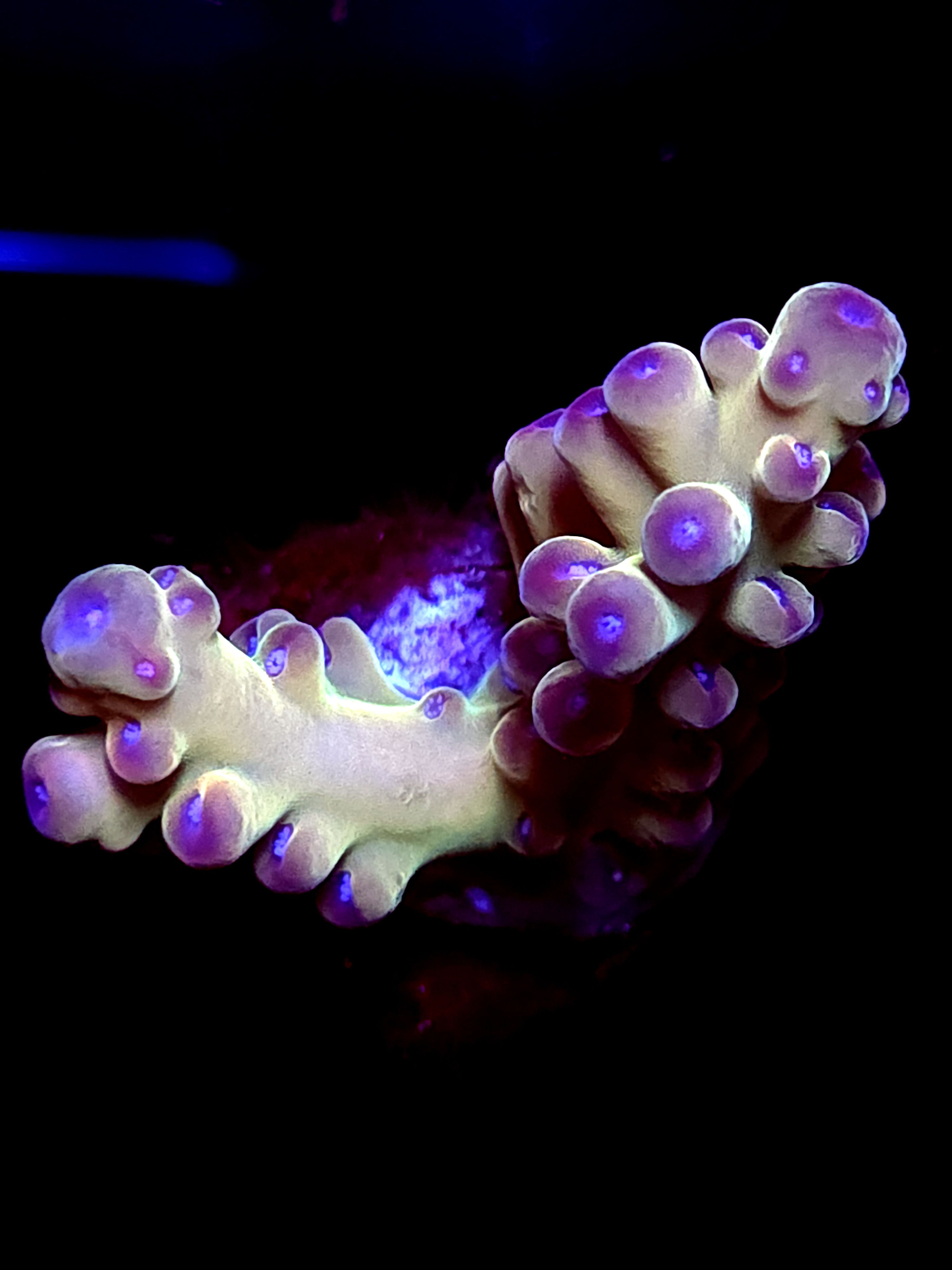 SBB "Abyssal Drip" Acro Medium 2 Branch