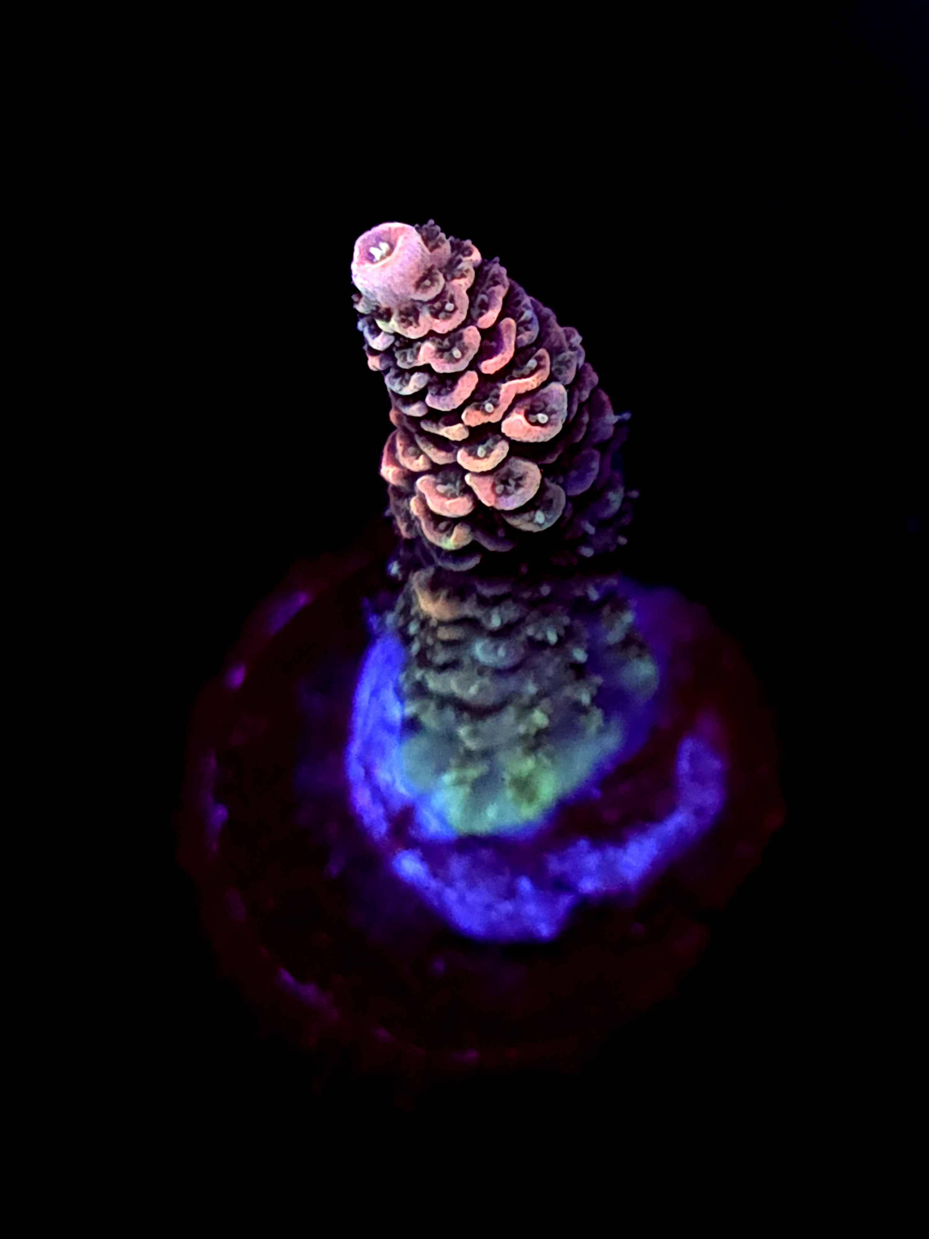 SBB "No Name" Acro Medium Branch