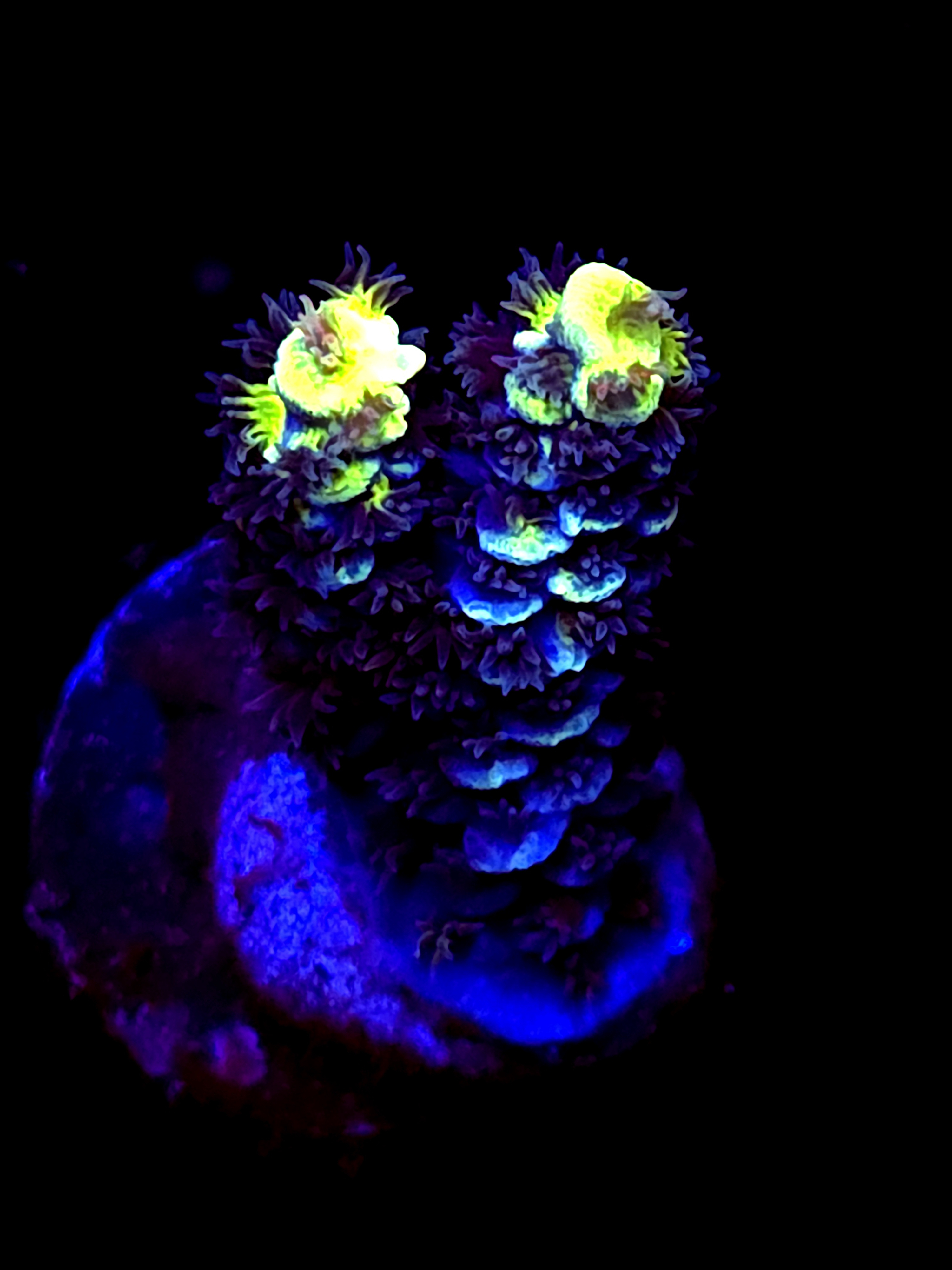 SBB "Bk Chem Frootloops" Acro Medium 2 Branch