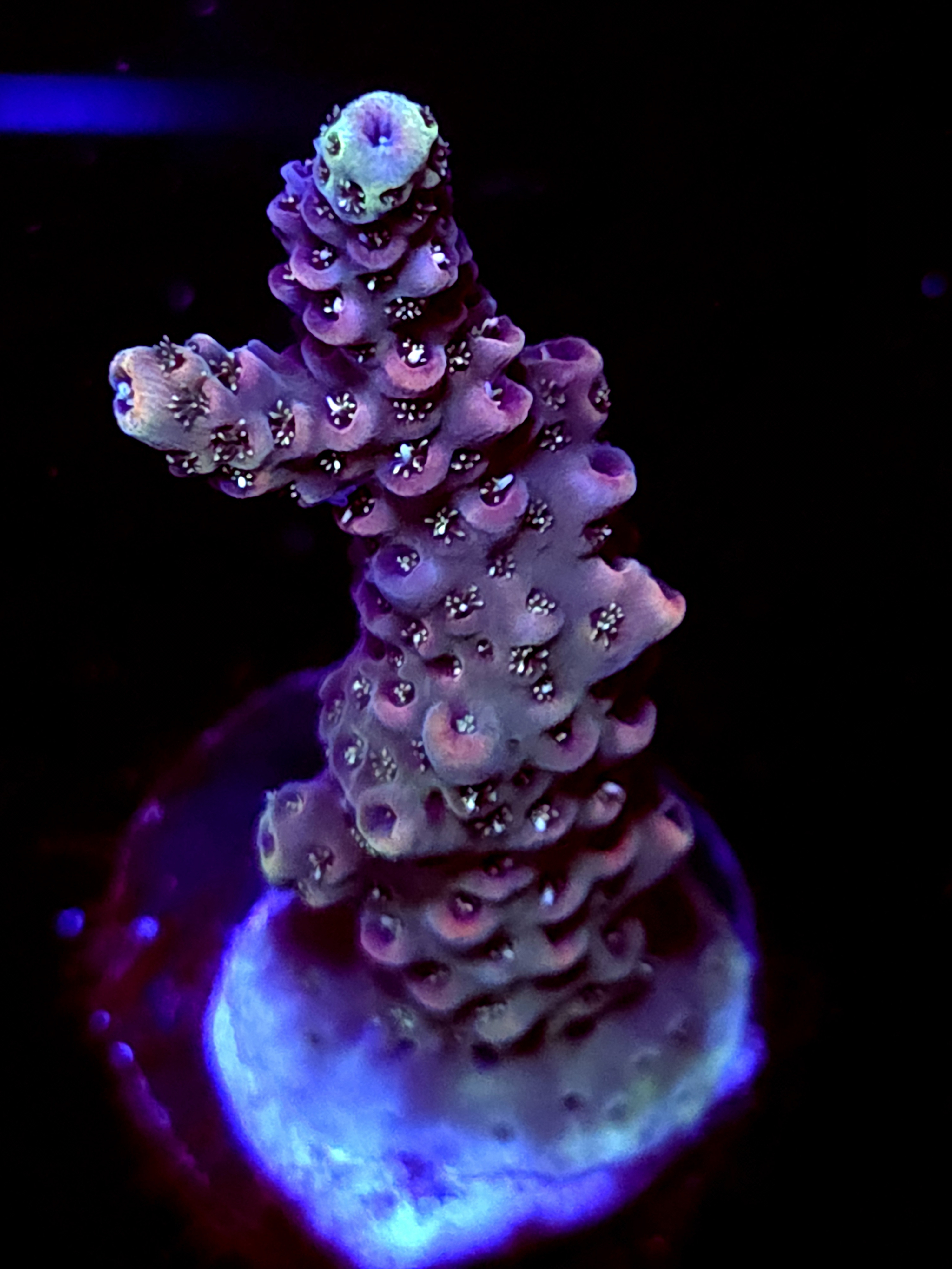 SBB "Storm Frost" Acro Medium Branch