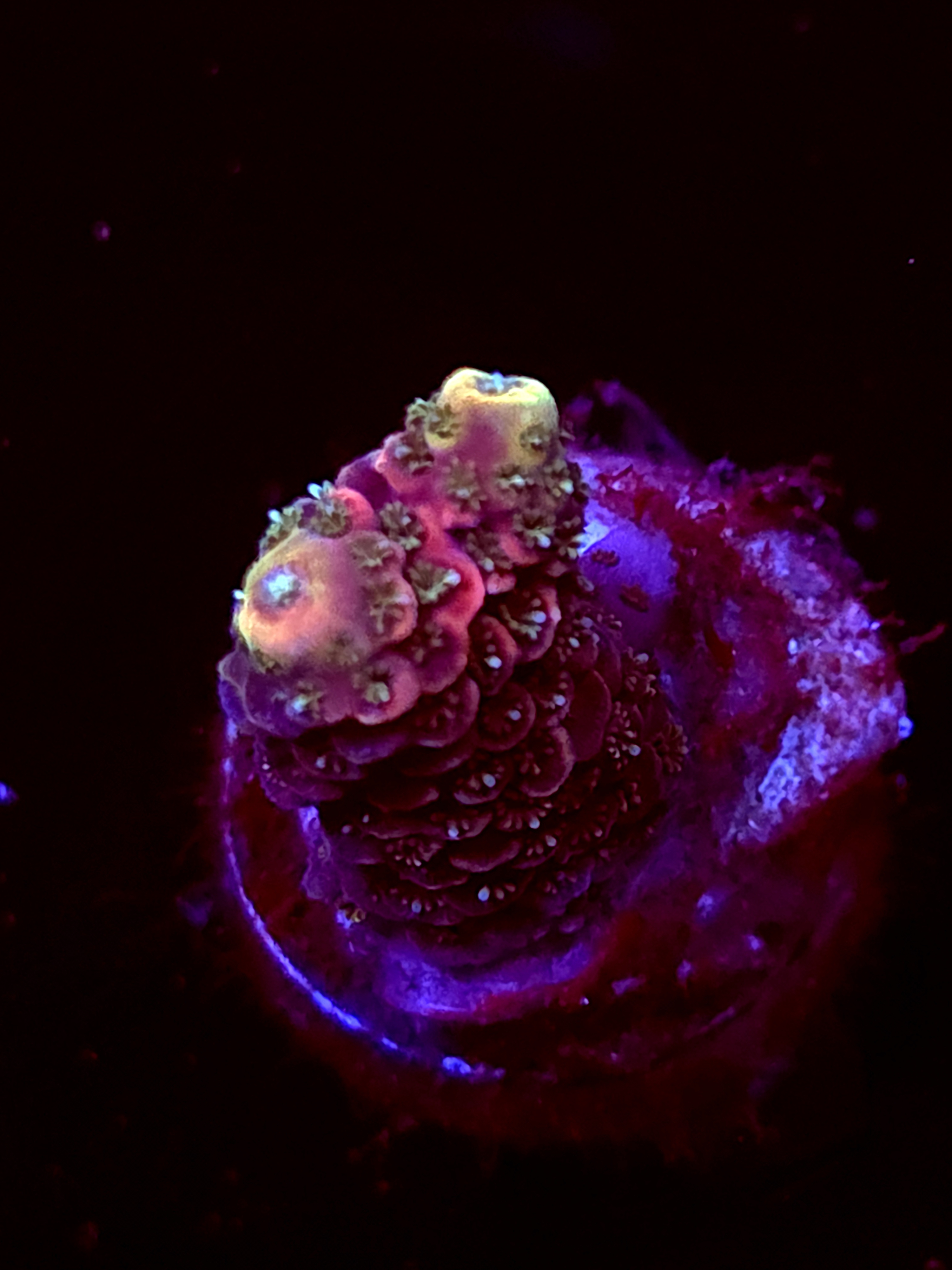 SBB "Frost Kraken" Acro Medium Branch