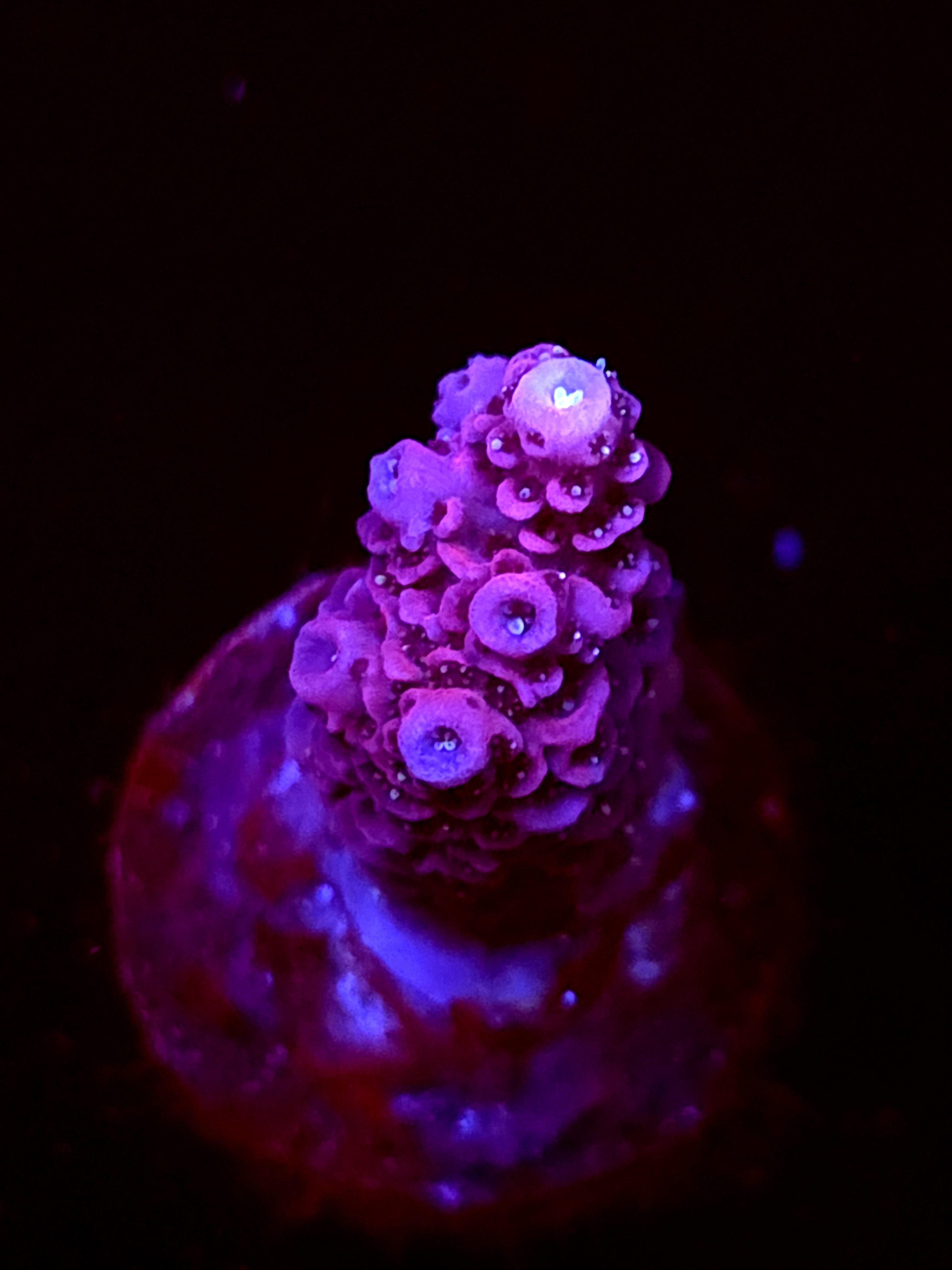 SBB "Dragon Flame" Acro Small Branch