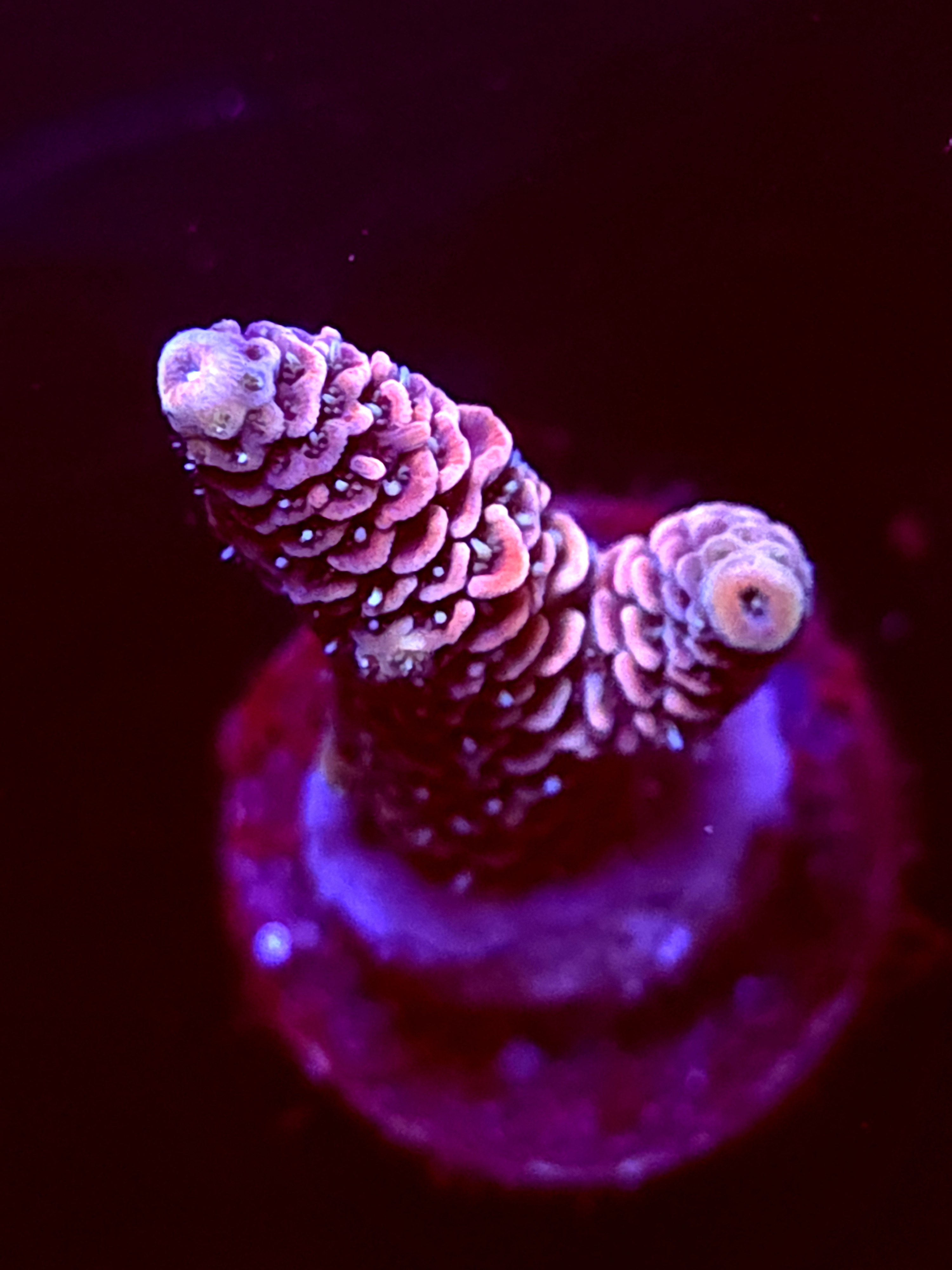 SBB "Snow Cone" Acro Medium Branch