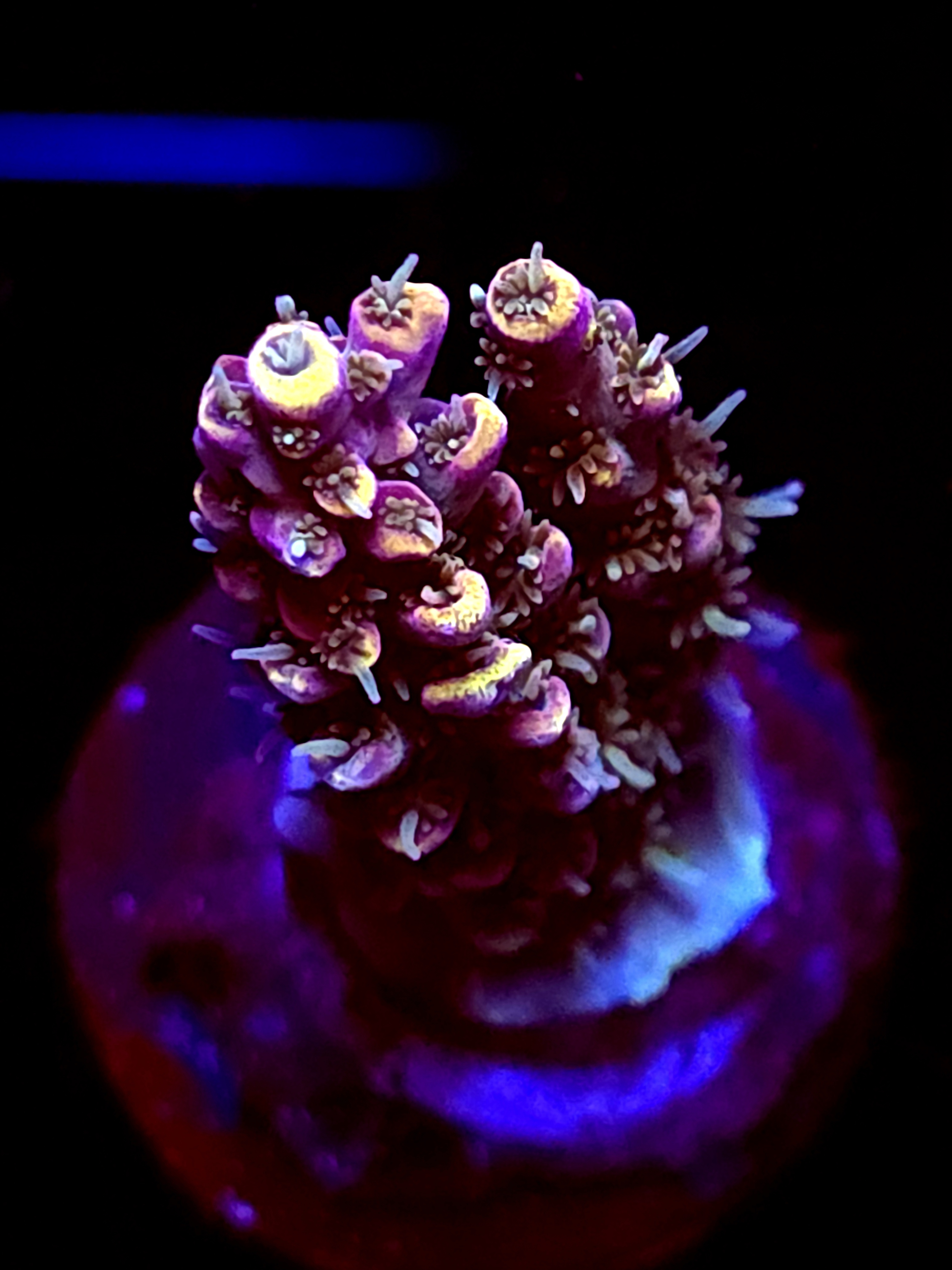 SBB "Bumble Bee" Acro Medium Branch