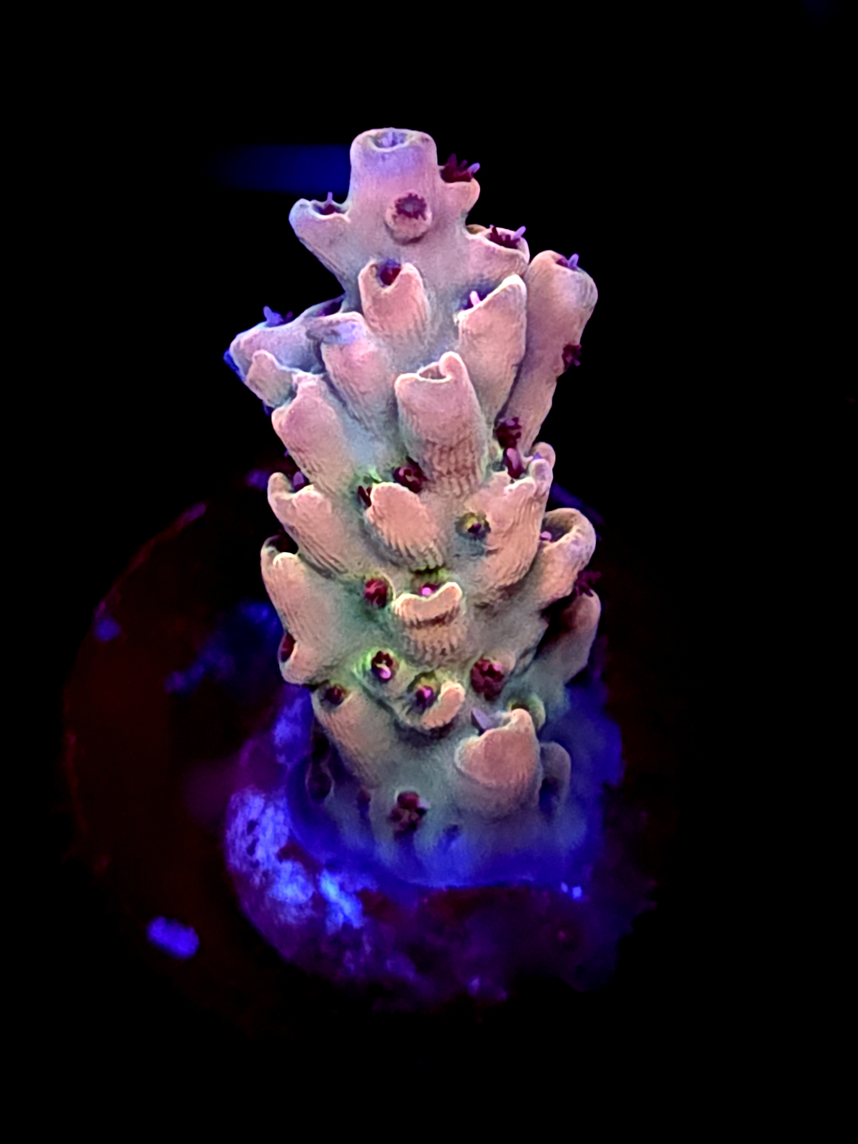 SBB "Mystery Signature" Acro Small Branch