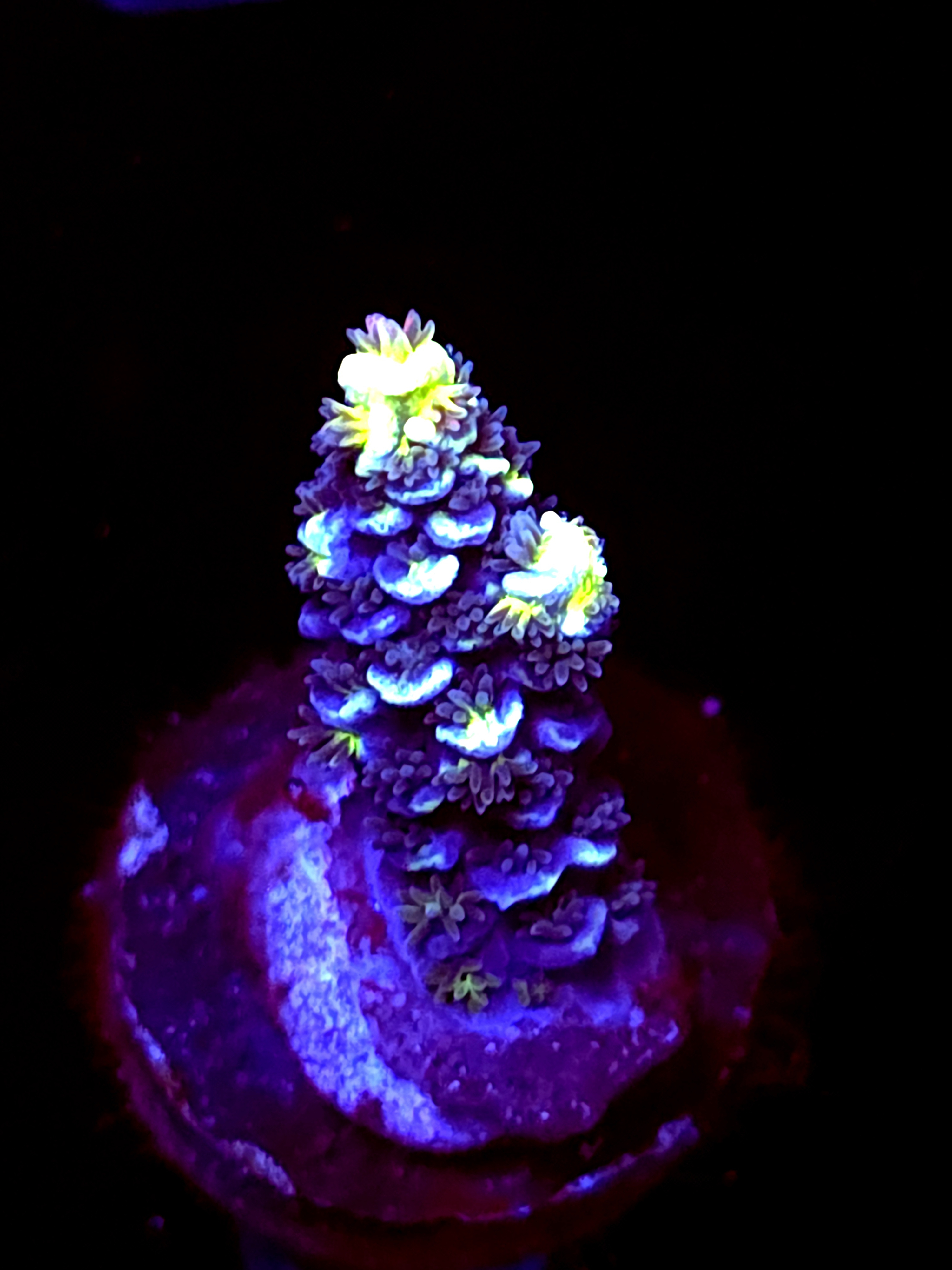 SBB "Bk Chem Frootloops" Acro Small Branch