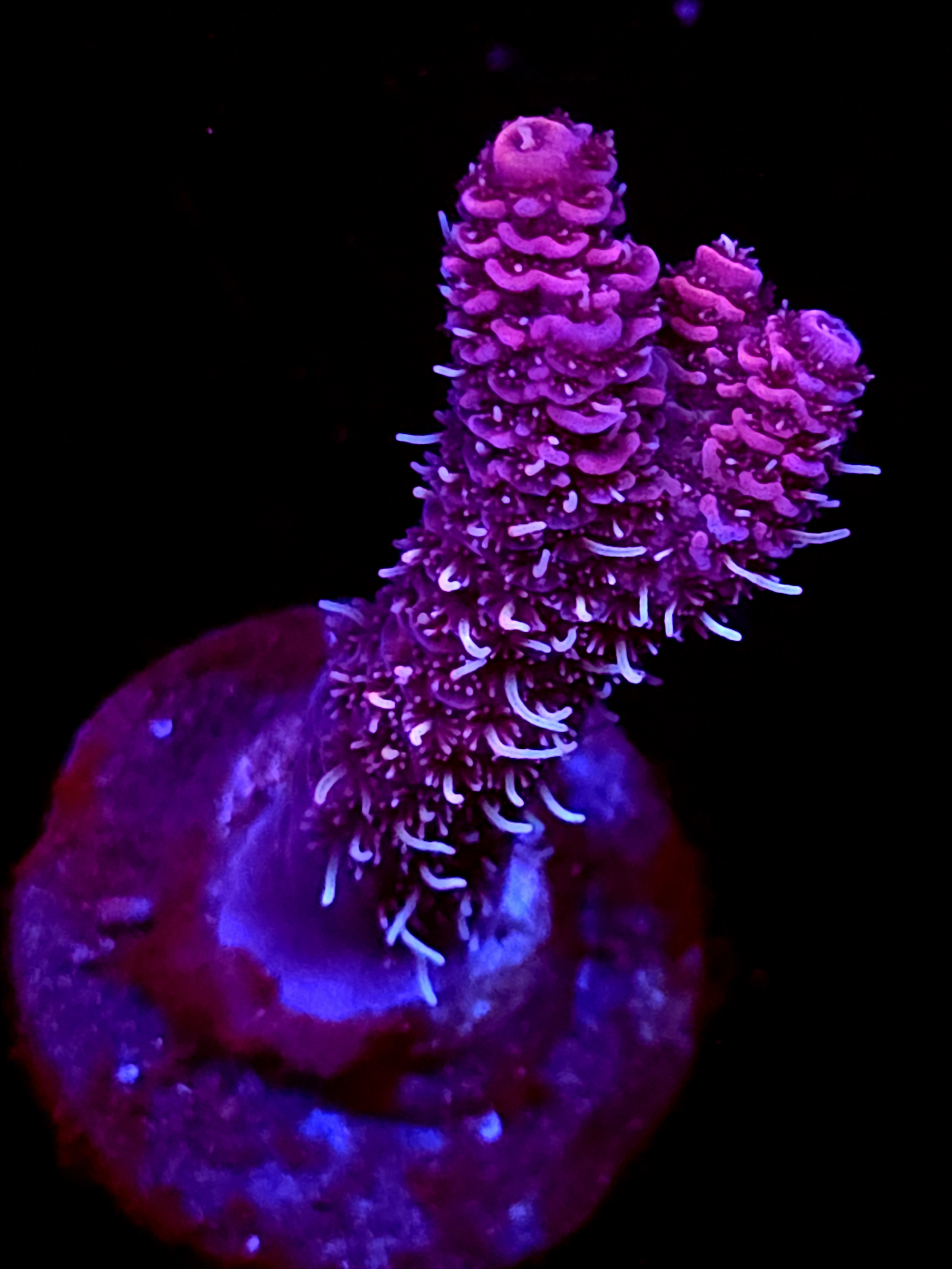 SBB "Toxic Bloom" Acro Medium branch