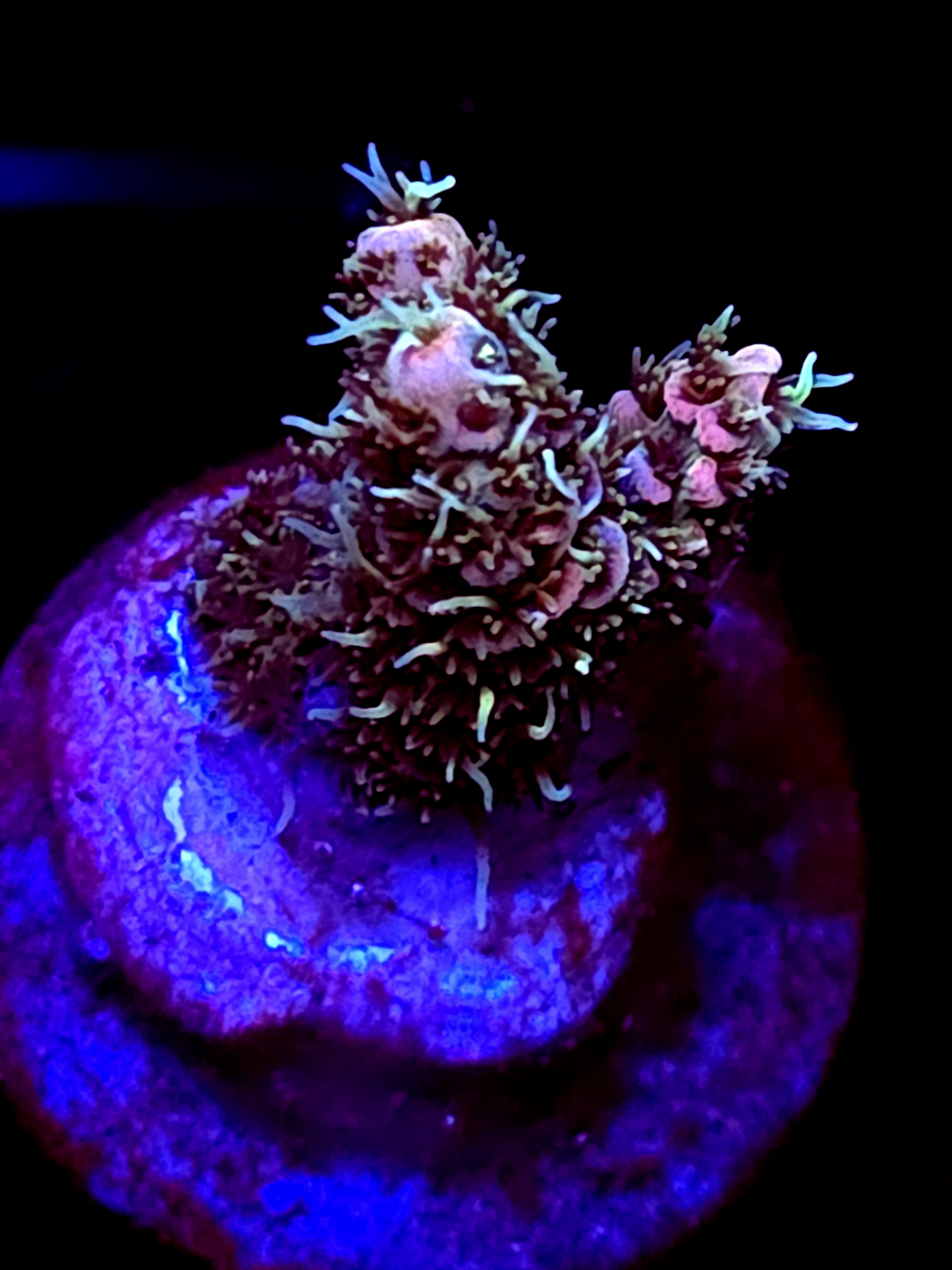 SBB "Bone Flame" Acro Small Branch