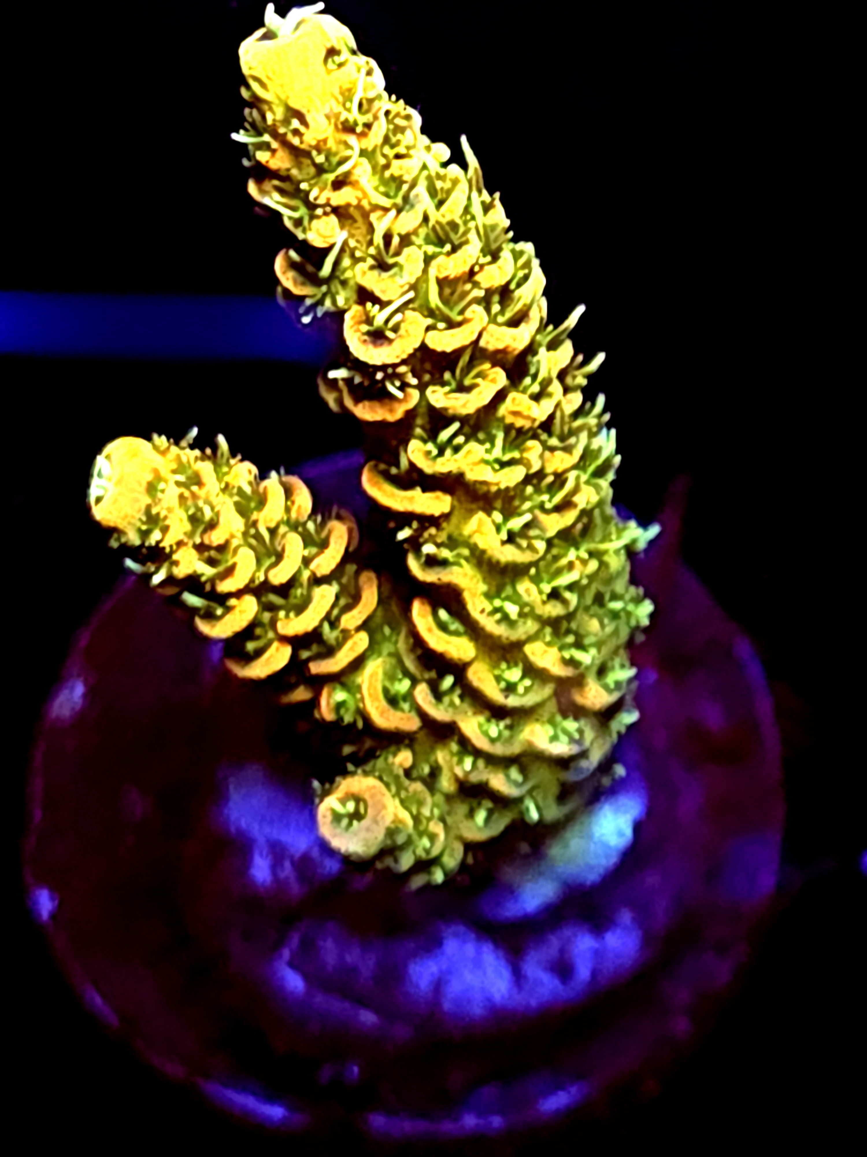 SBB "Cookie Glow" Acro Medium 2 Branch