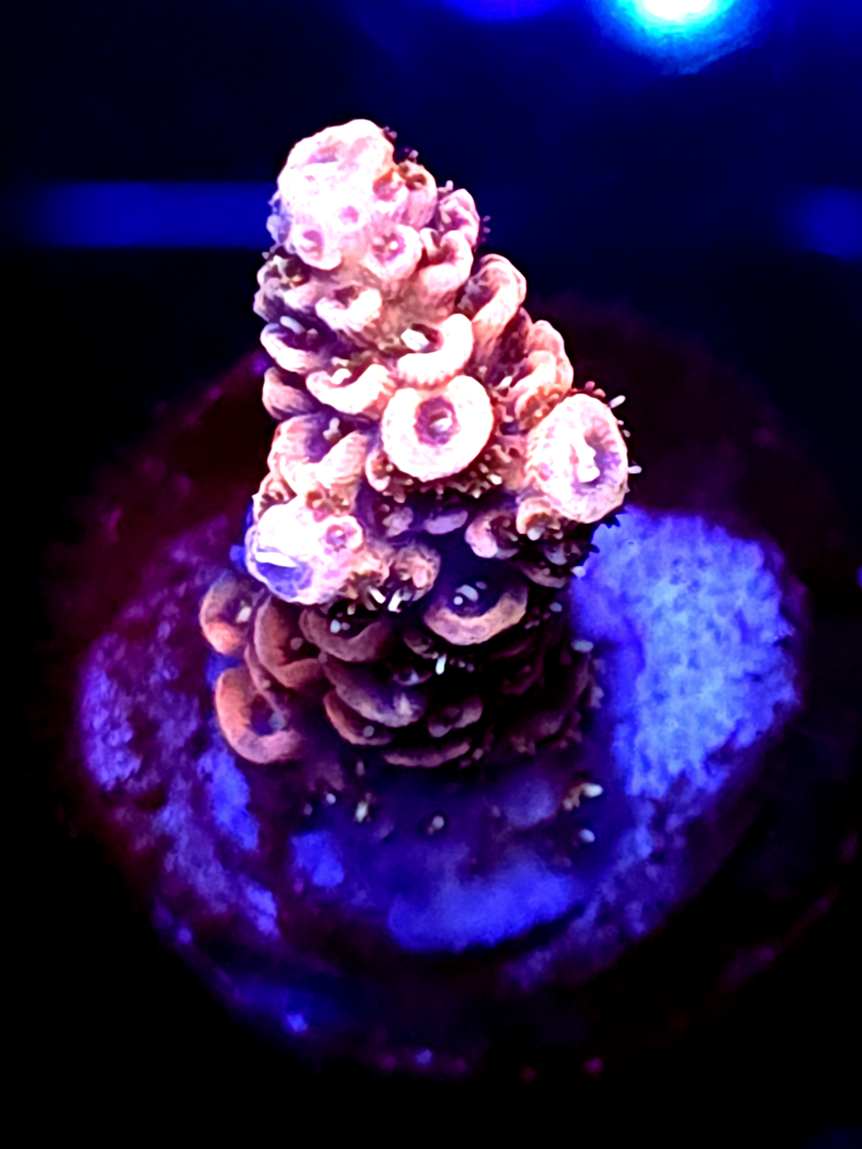 SBB "Berry Pulse" Acro Small Branch