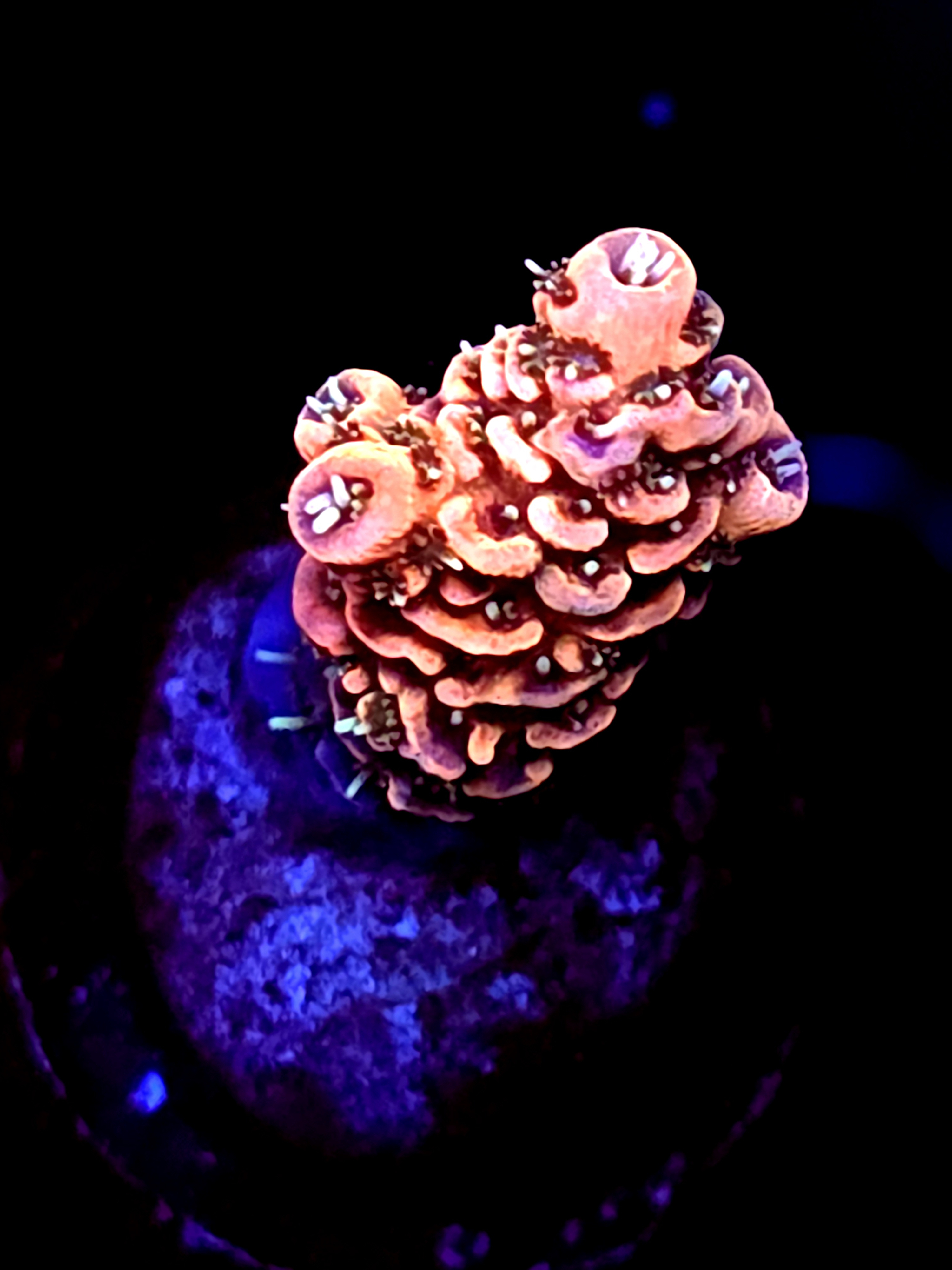 SBB "Mystery Signature" Acro Small Branch