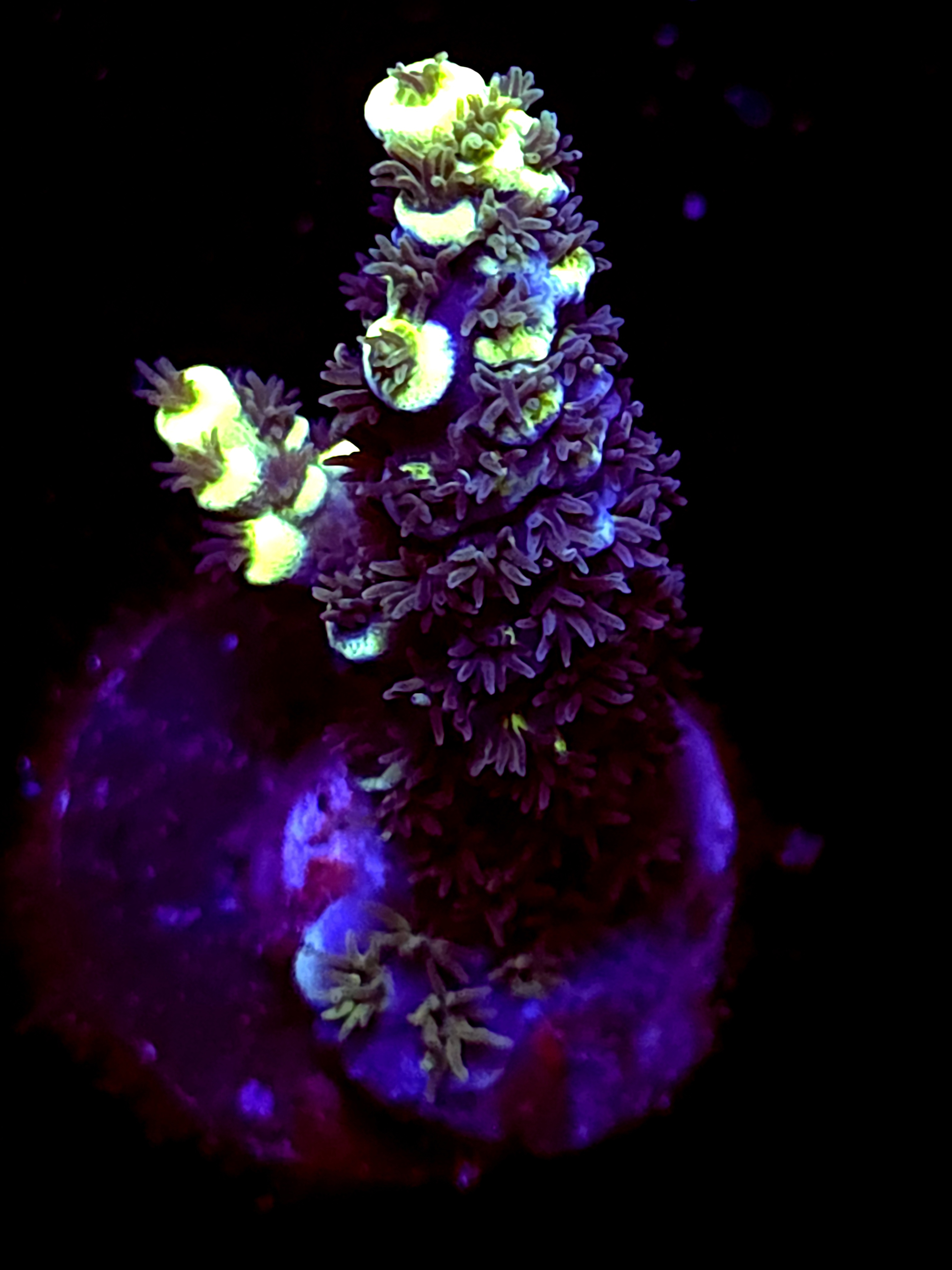 SBB "Bk Chem Frootloops" Acro Medium 2 Branch