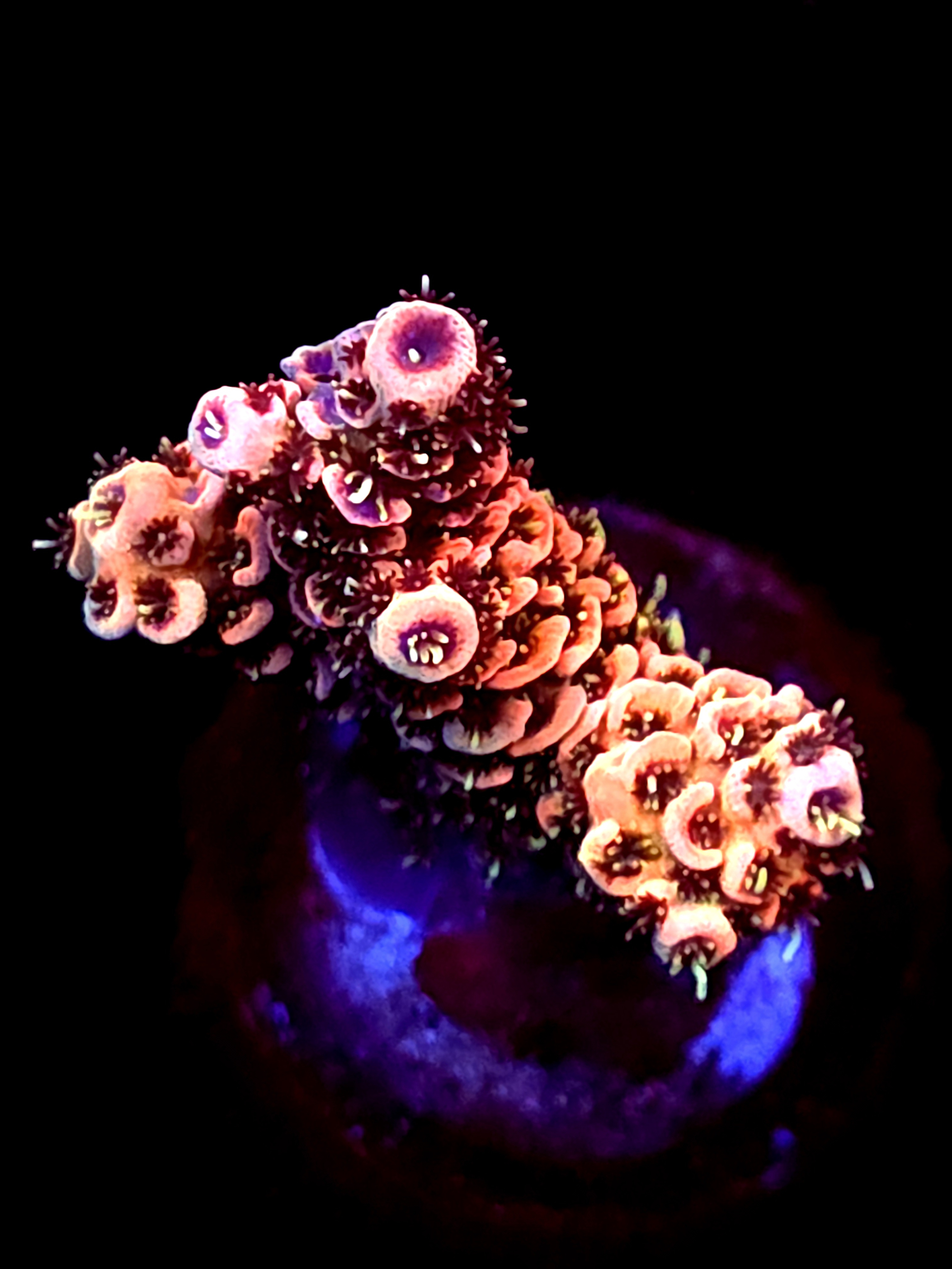 SBB "Nebulous Fang" Acro Medium 2 Branch