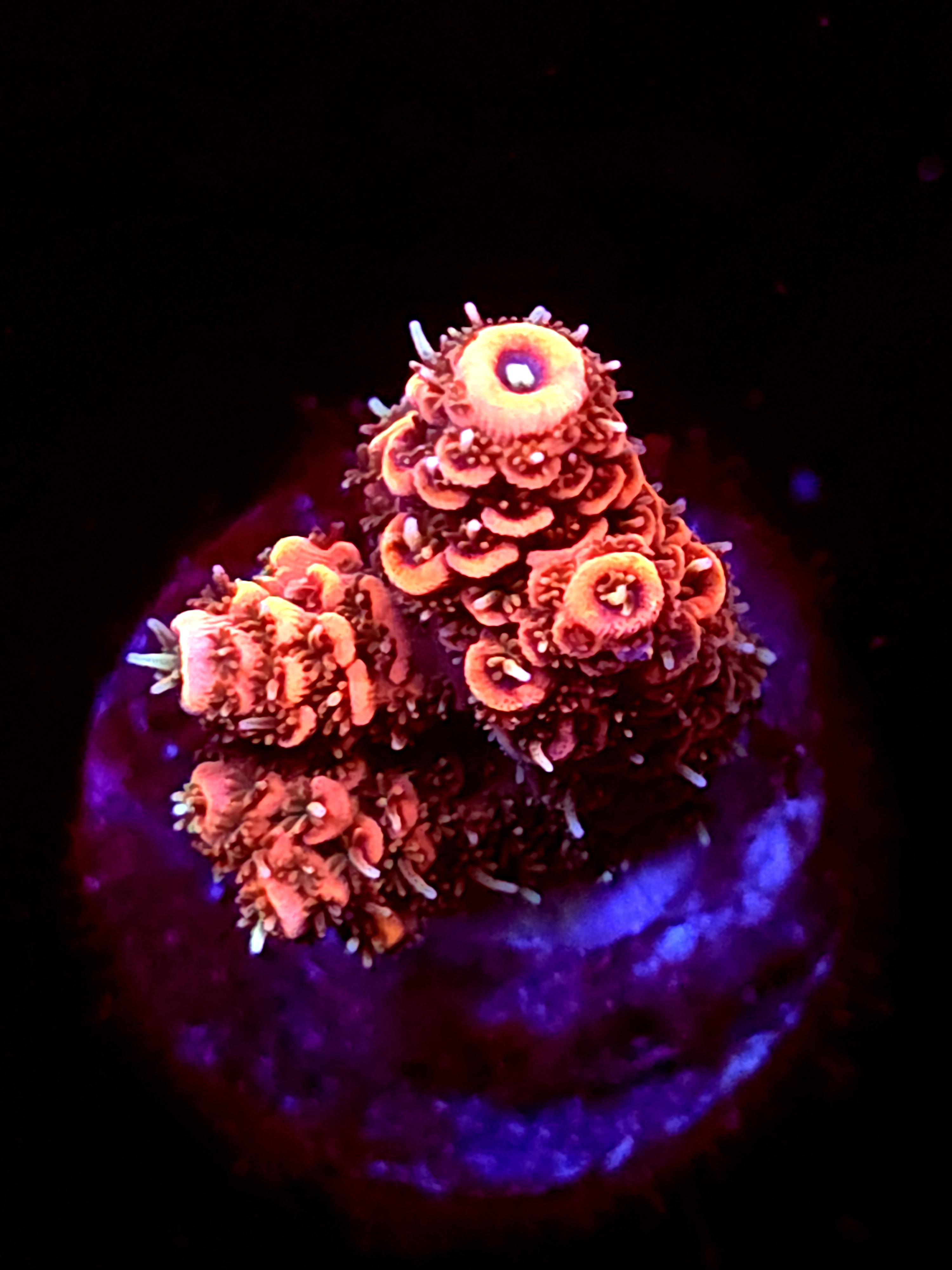 SBB"Mystery Signature" Acro Small Branch