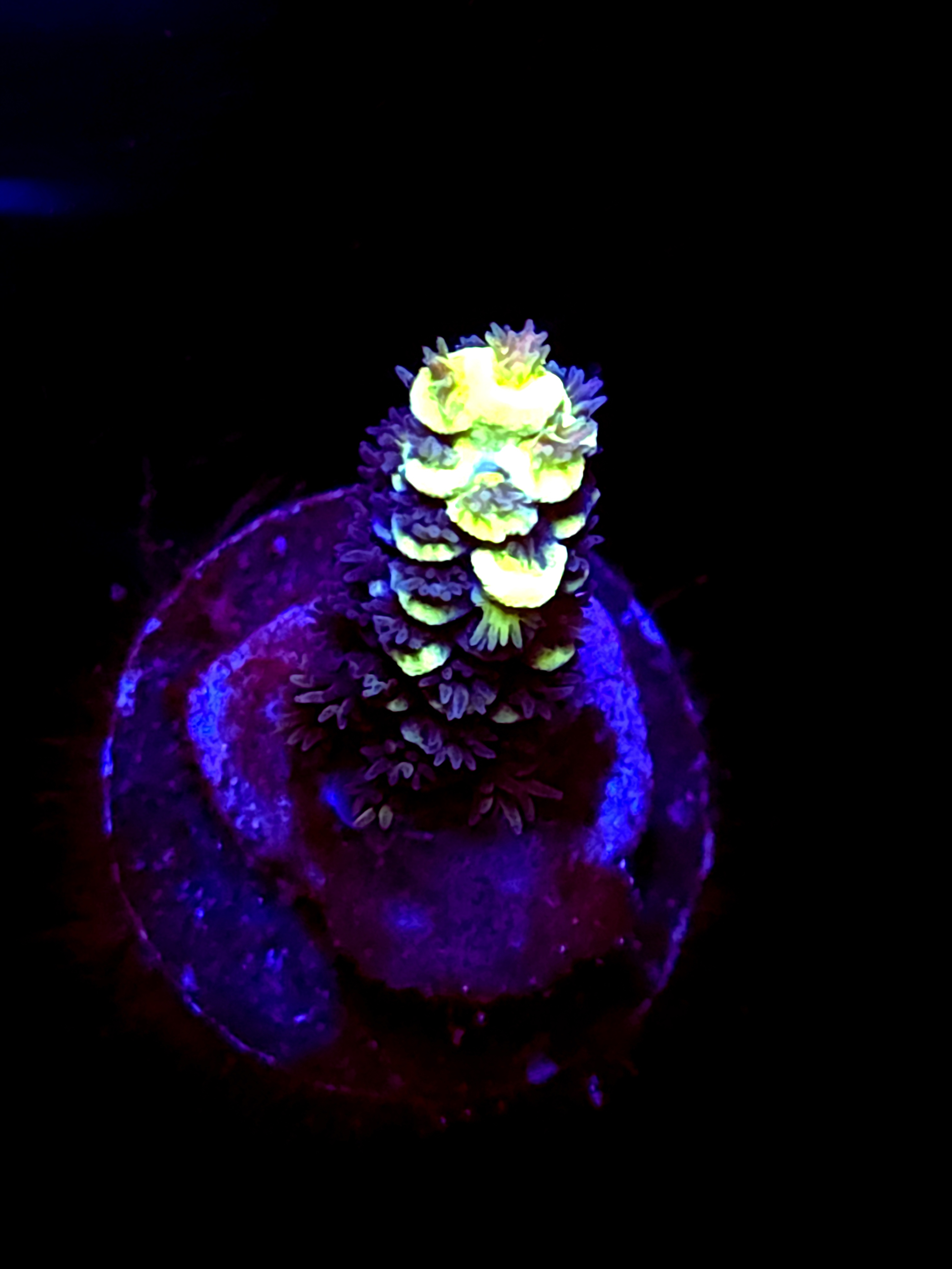 SBB "Mystery Signature" Acro Small Branch