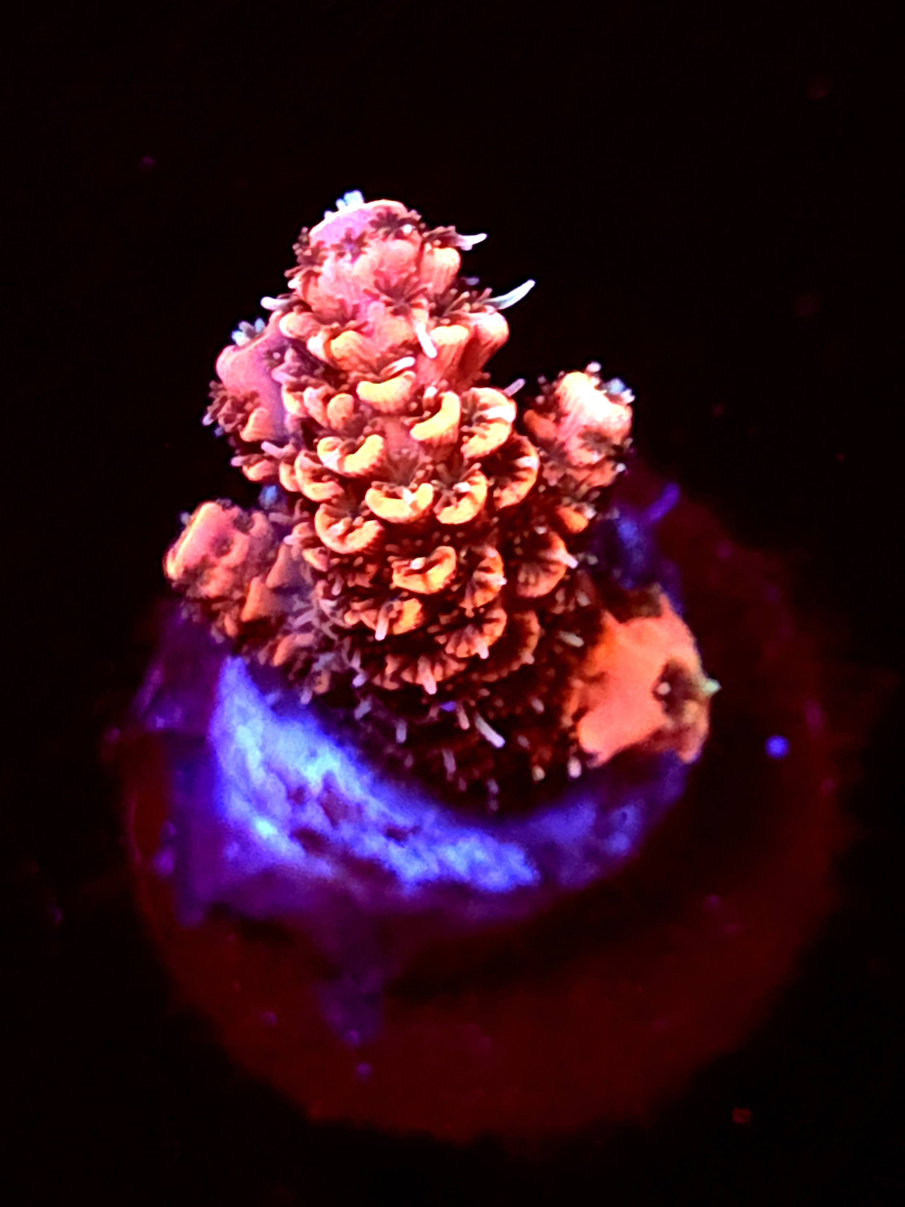 SBB "Mango Tango" Acro Small Bbranch