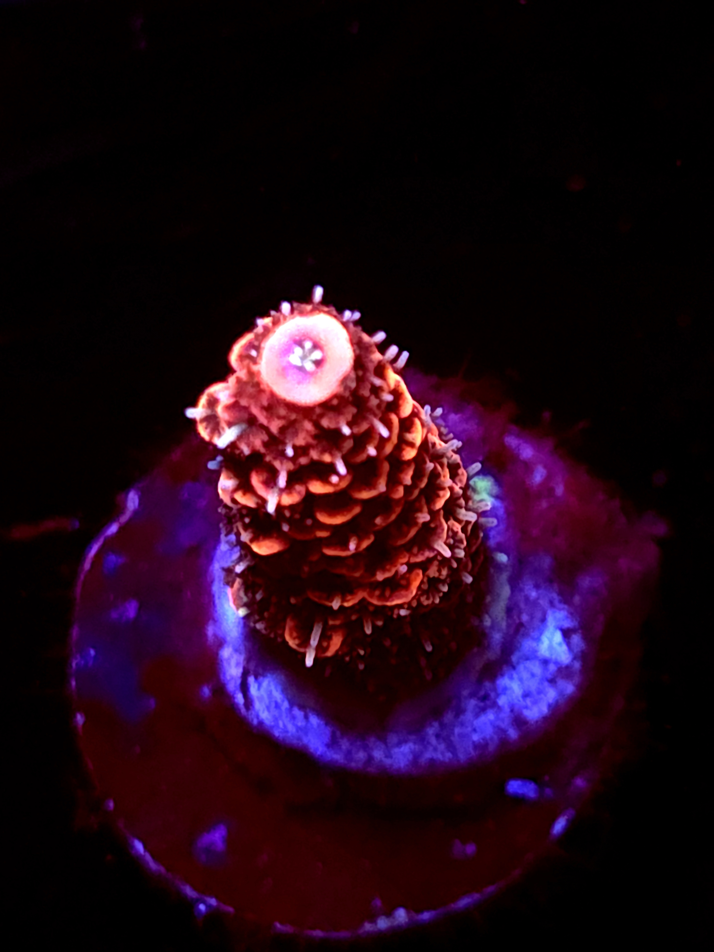 SBB "Mango Tango" Acro Medium Branch