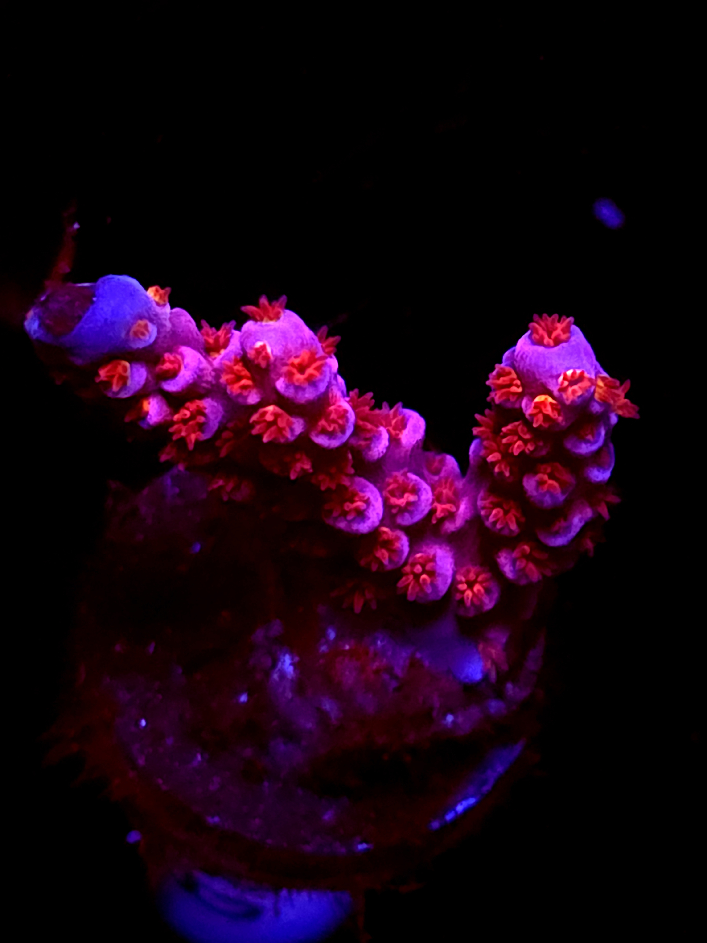 SBB "Flame Game" Acro Medium 3 Branch