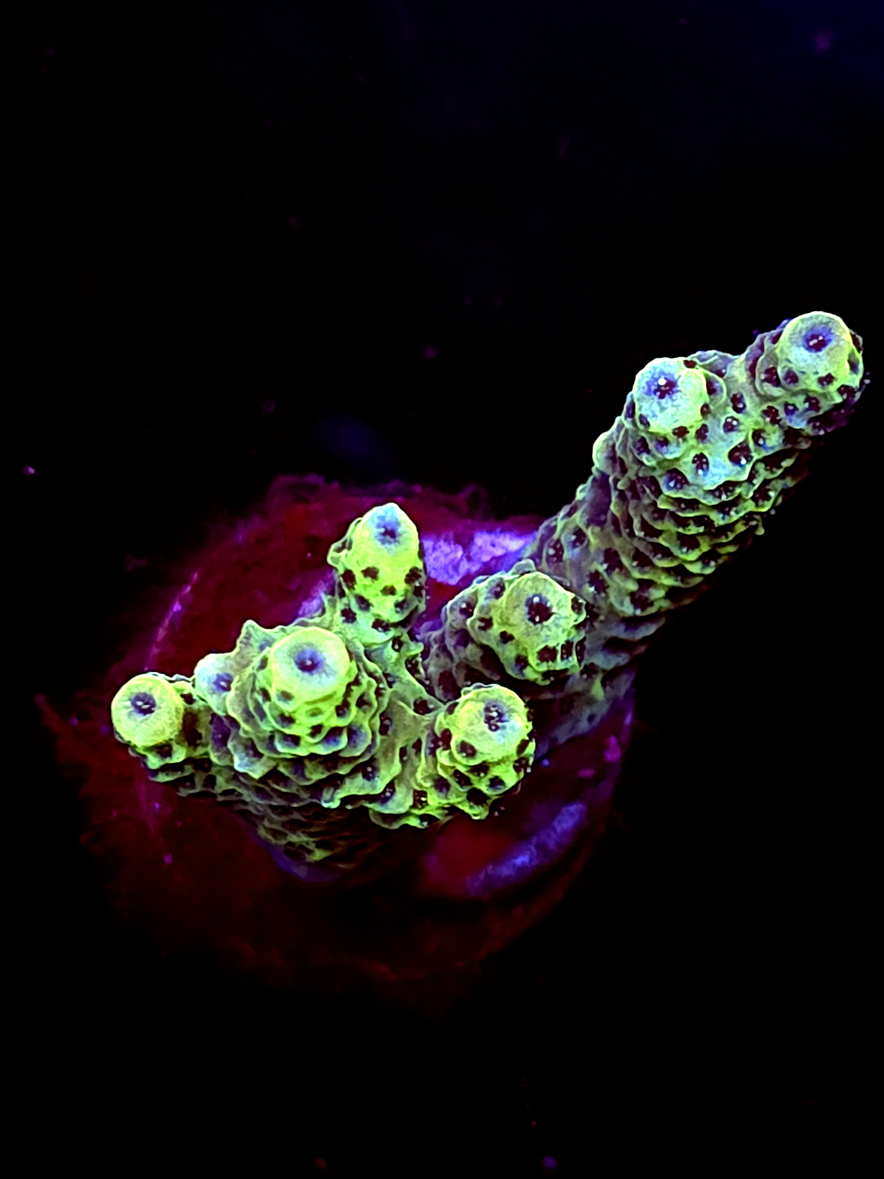 SBB "Lollipop Reef" Acro Medium Multibranch