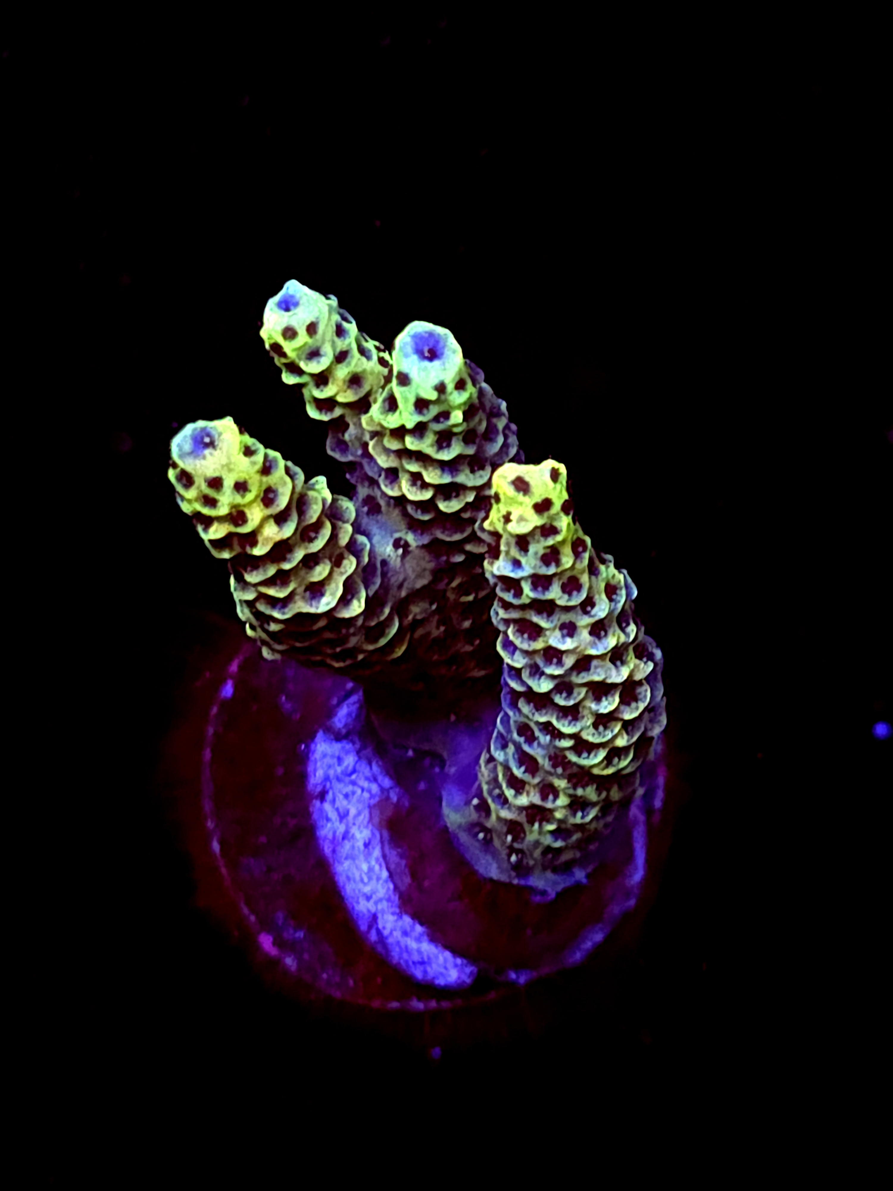 SBB "Lollipop Reef" Acro Medium 3 Branch