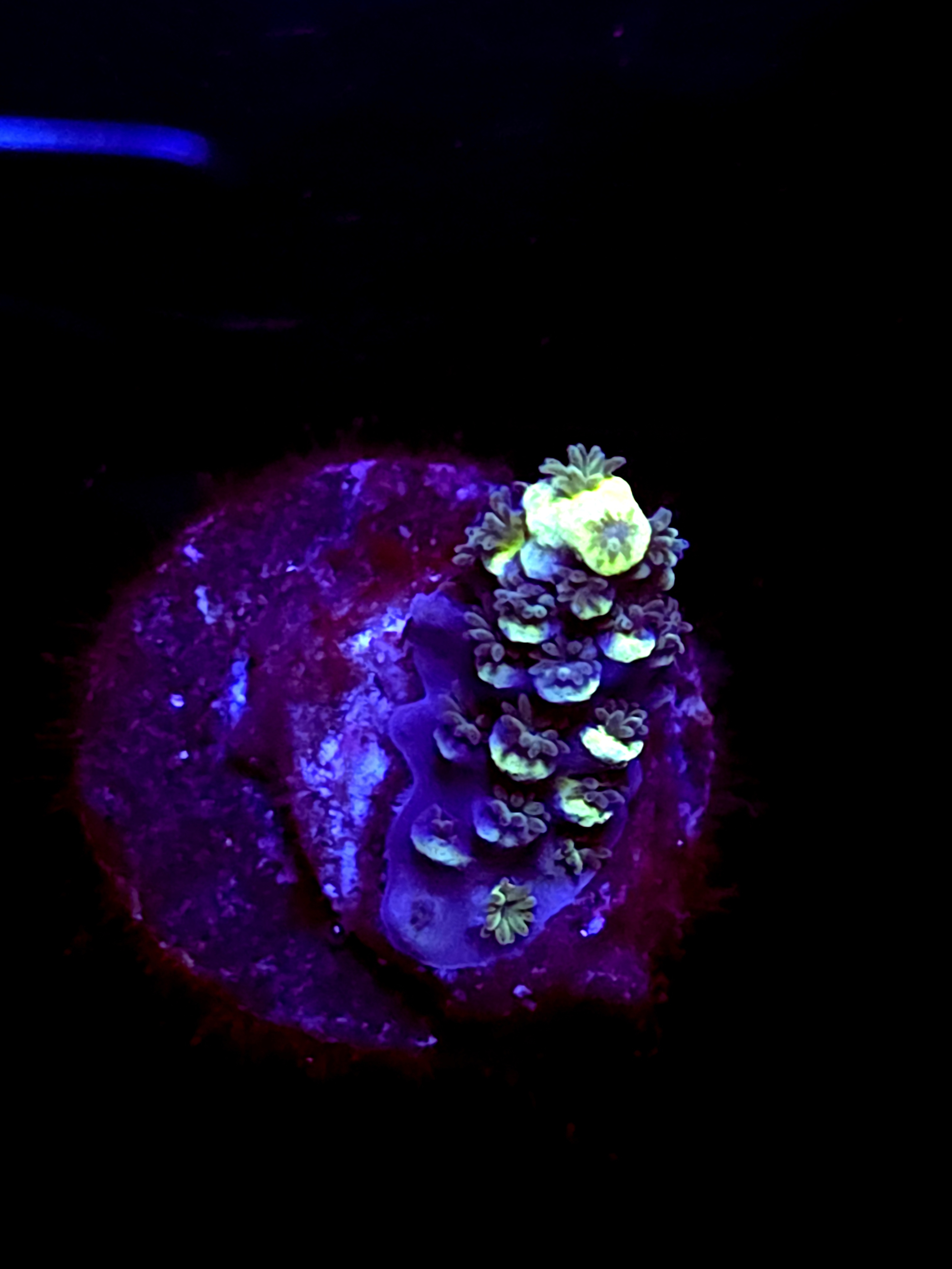 SBB "Bk Chem Frootloops" Acro Small Branch