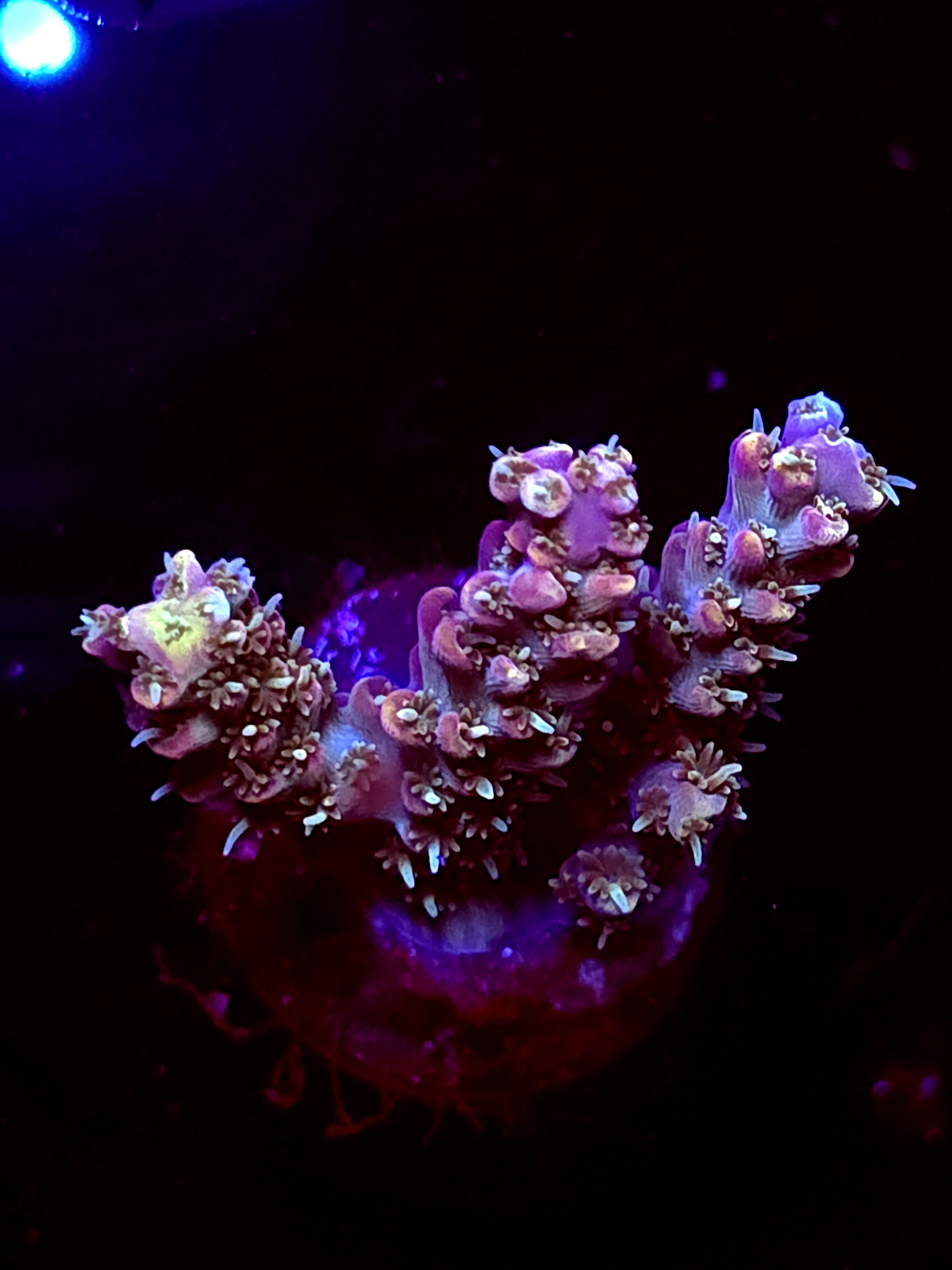 SBB "Bumble Bee" Acro Medium 3 Branch