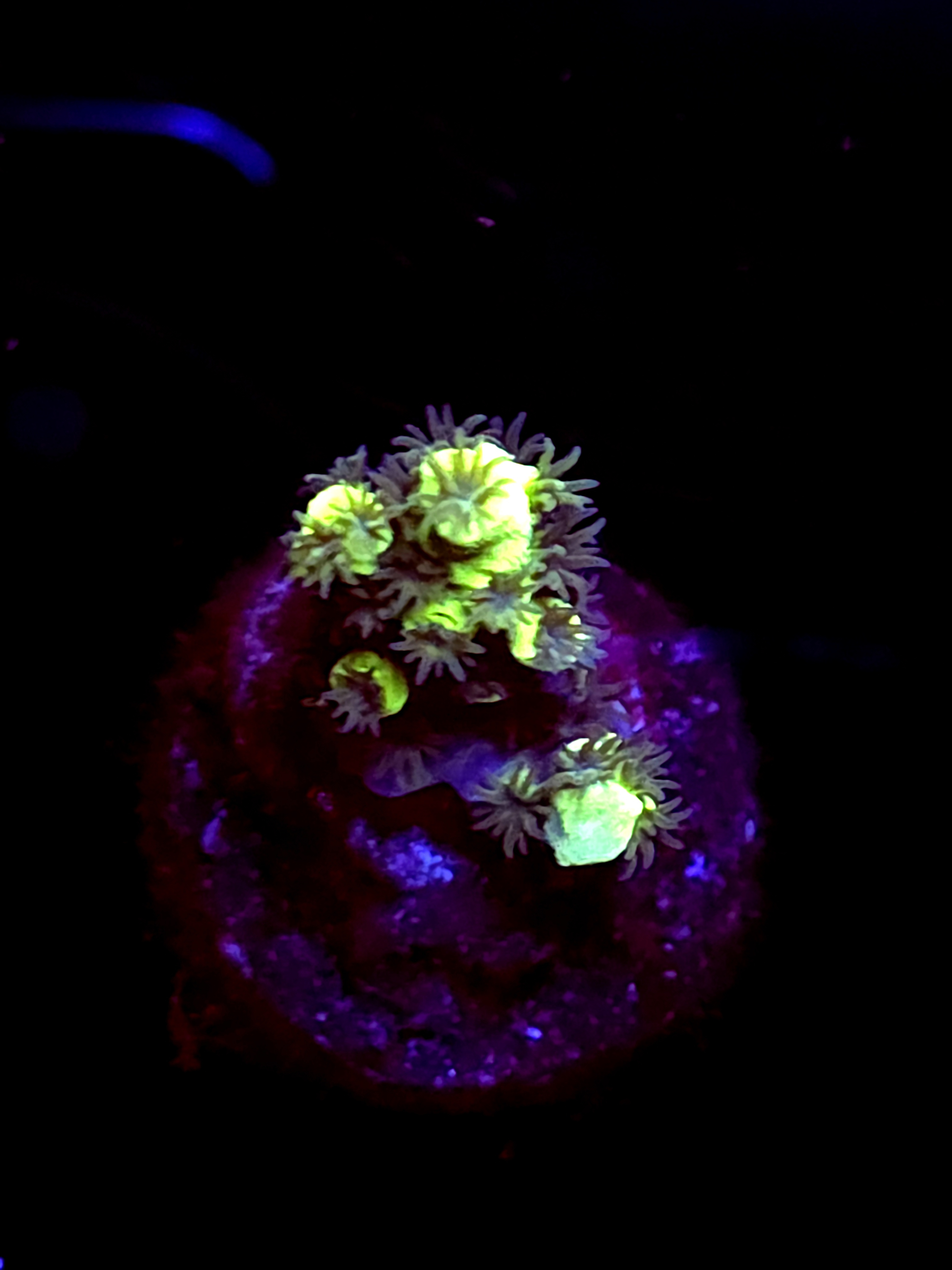 SBB "Bk Chem Frootloops" Acro Small Branch