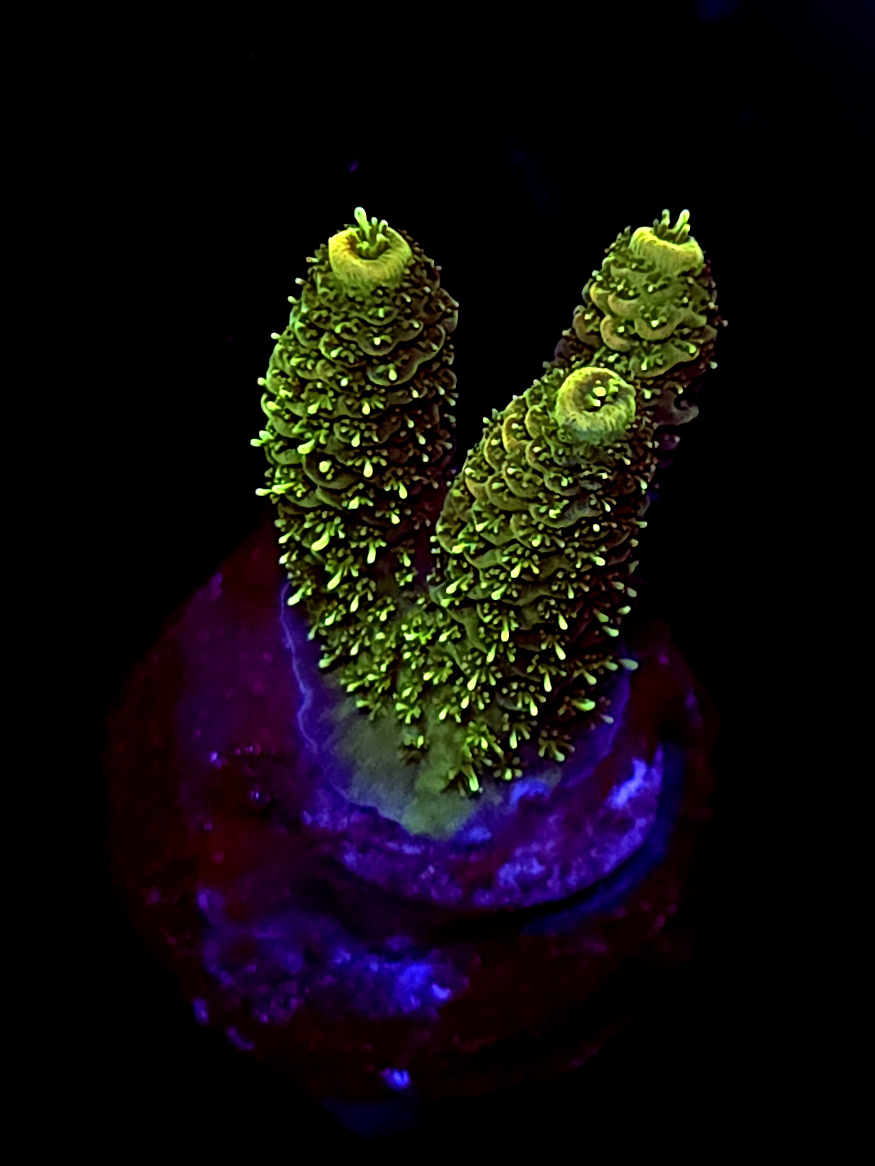 SBB "Voltage Fang" Acro Small 3 Branch