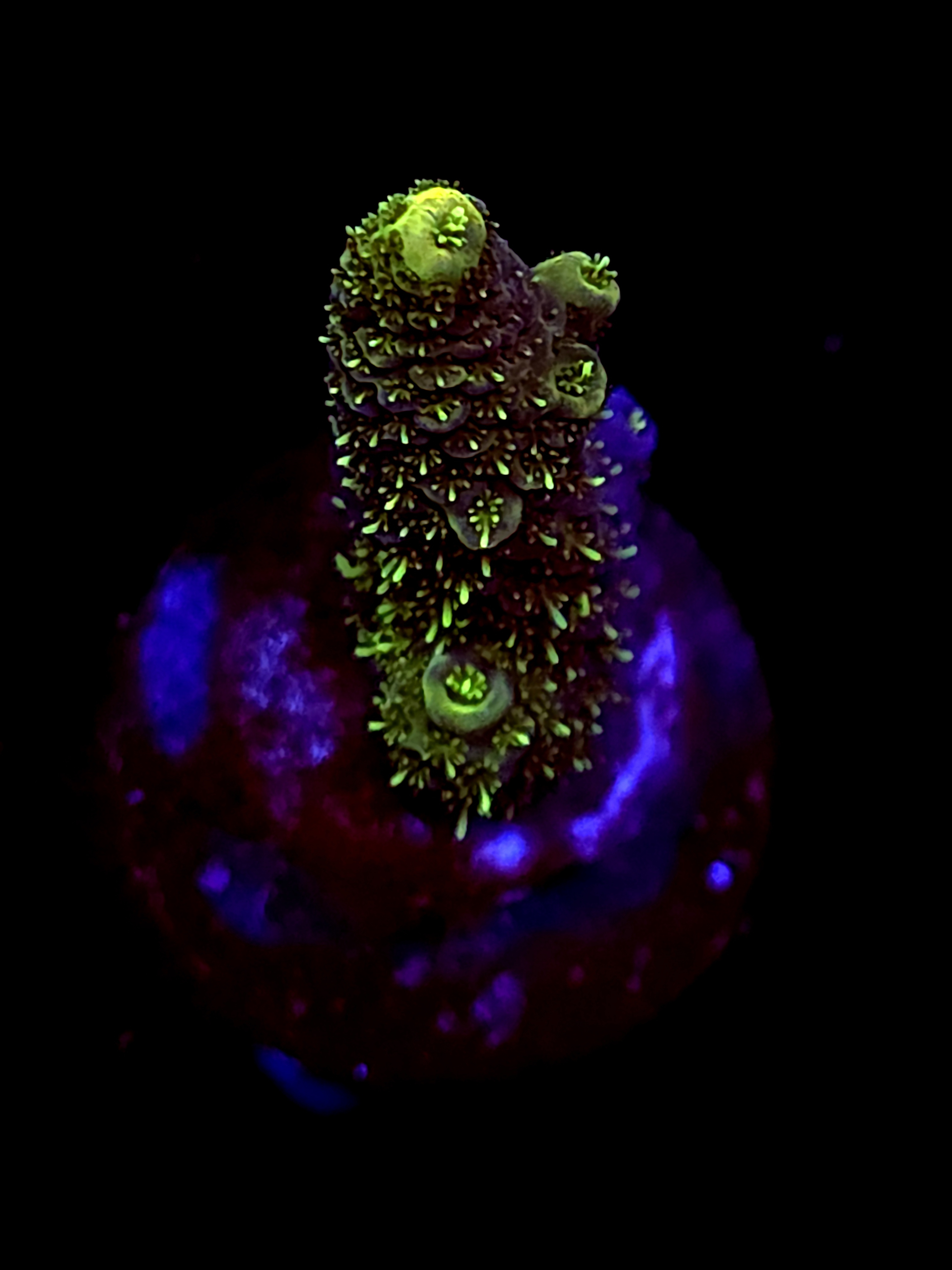 SBB "Voltage Fang" Acro Small Branch