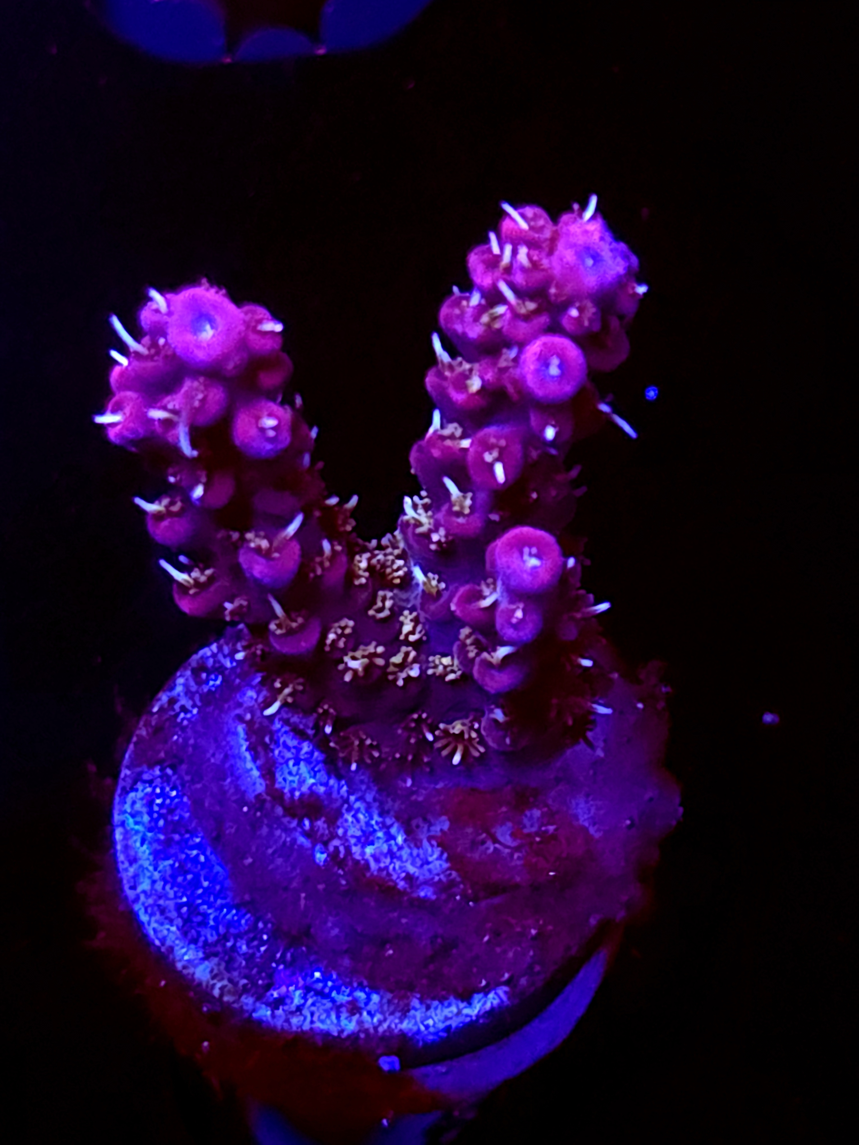 SBB "Black Nova" Acro Medium 2 Branch