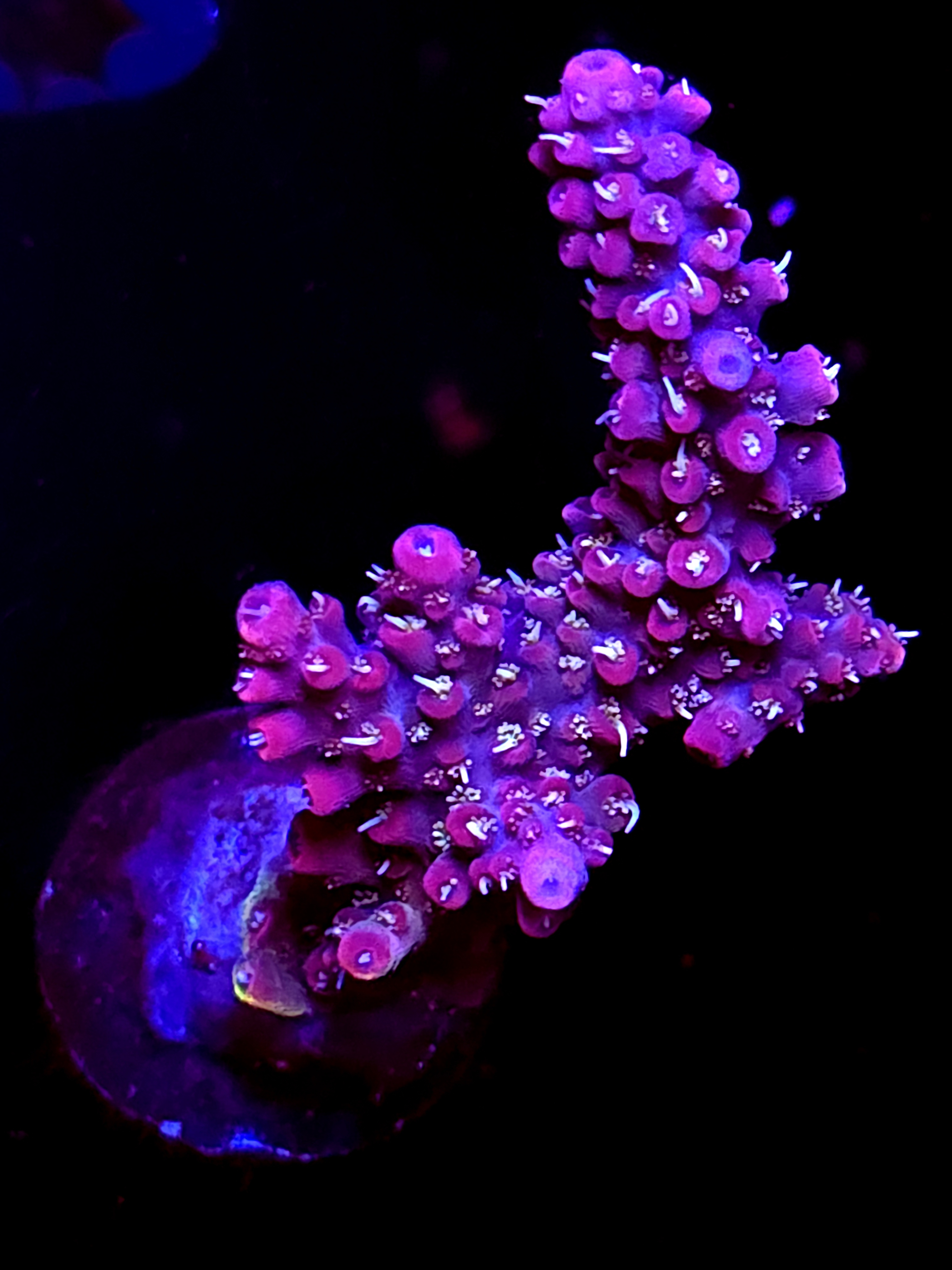 SBB "Black Nova" Acro Large 2 Branch