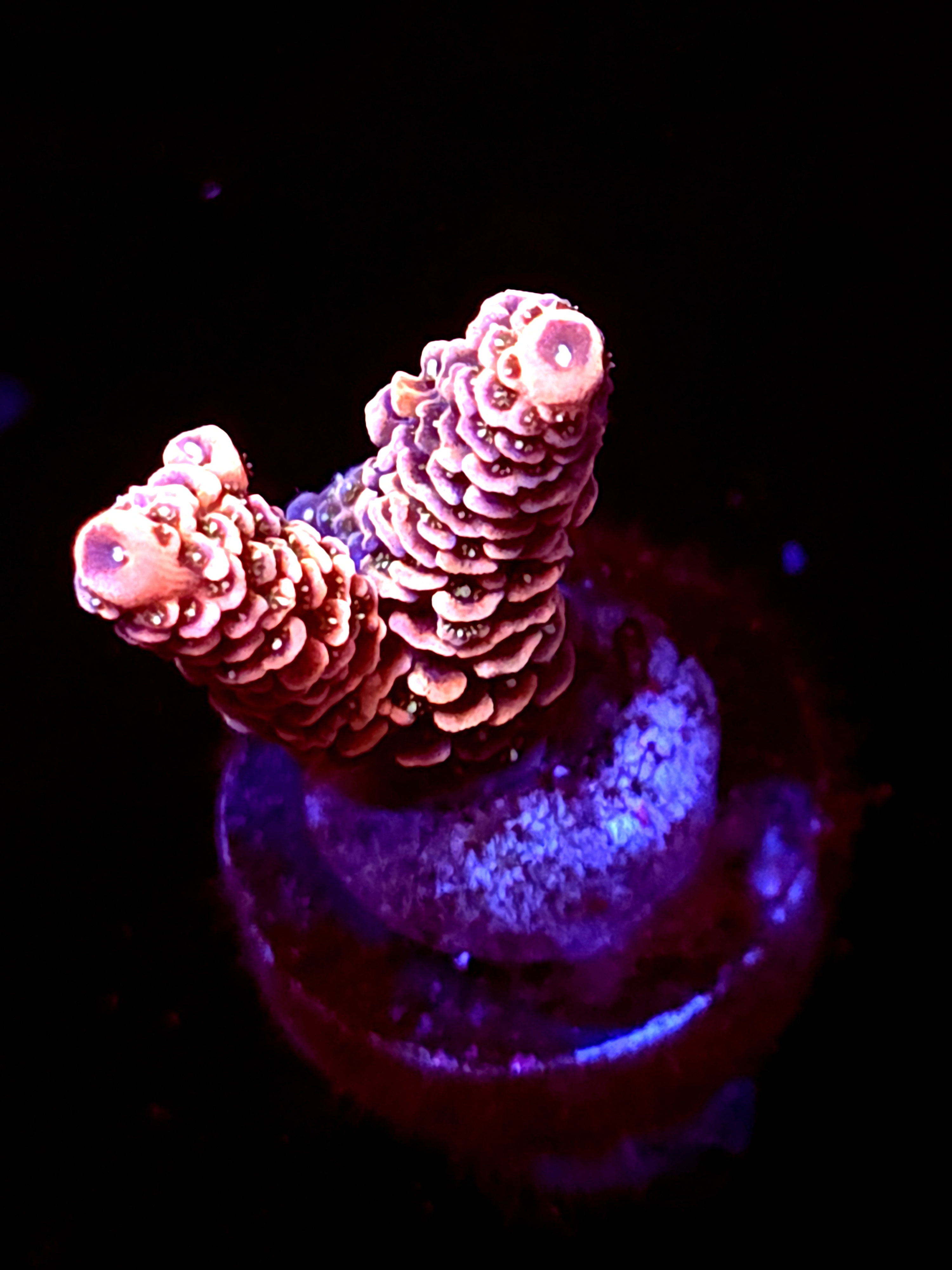 SBB "Berry Pulse" Acro Small 2 Branch