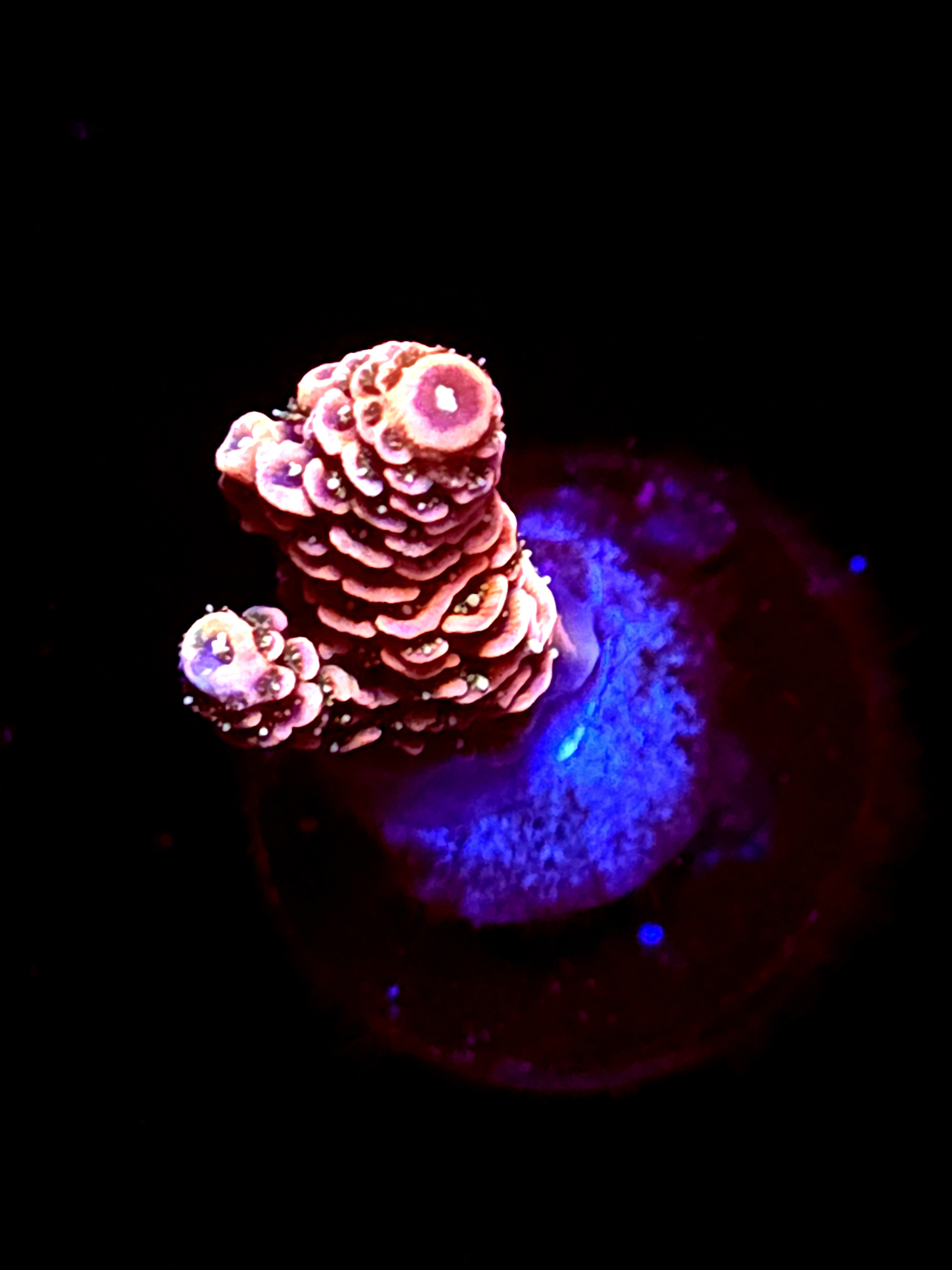 SBB "Berry Pulse" Acro small Branch