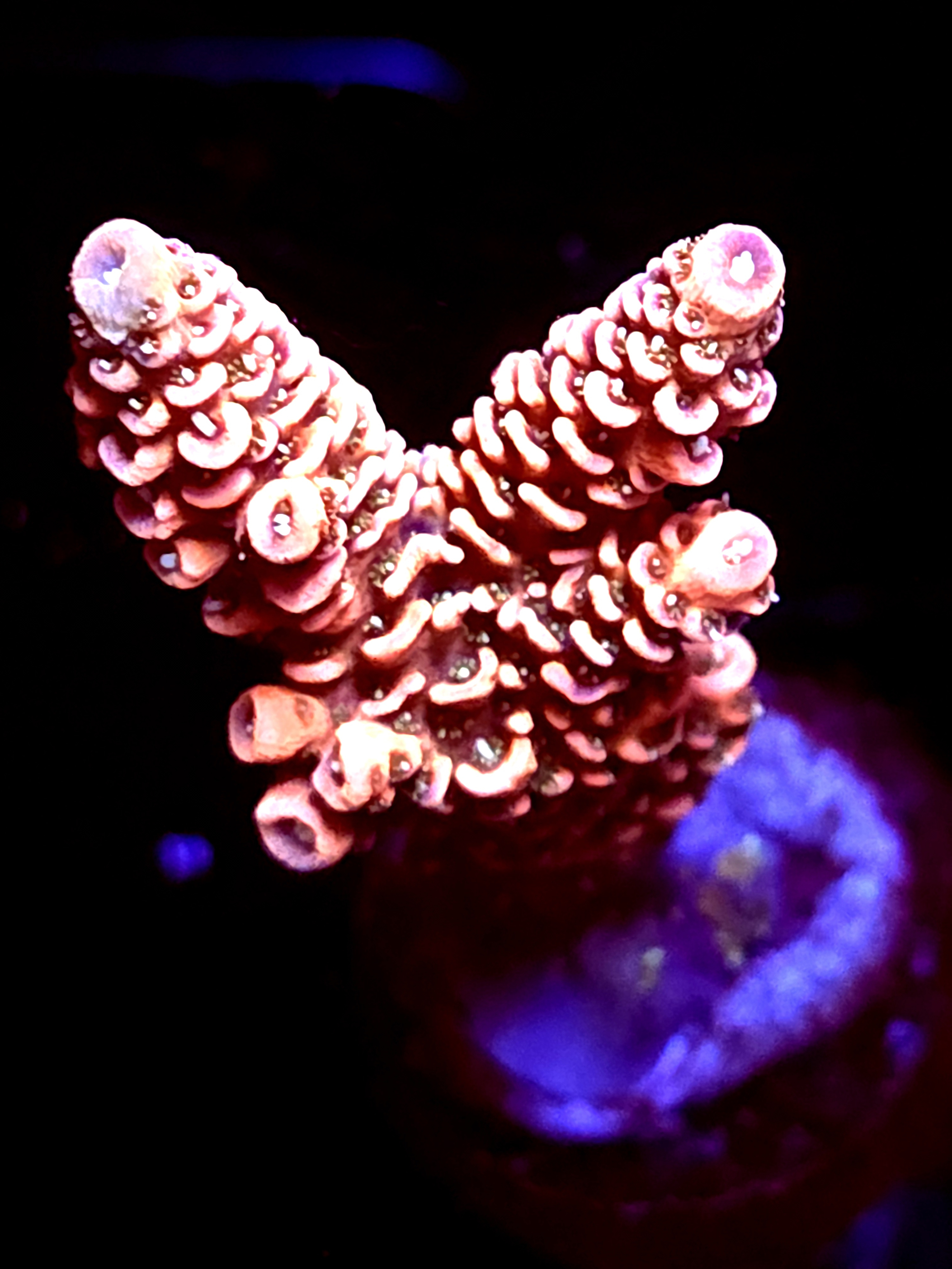 SBB "Mystery Signature" Acro Medium 2+ Branch