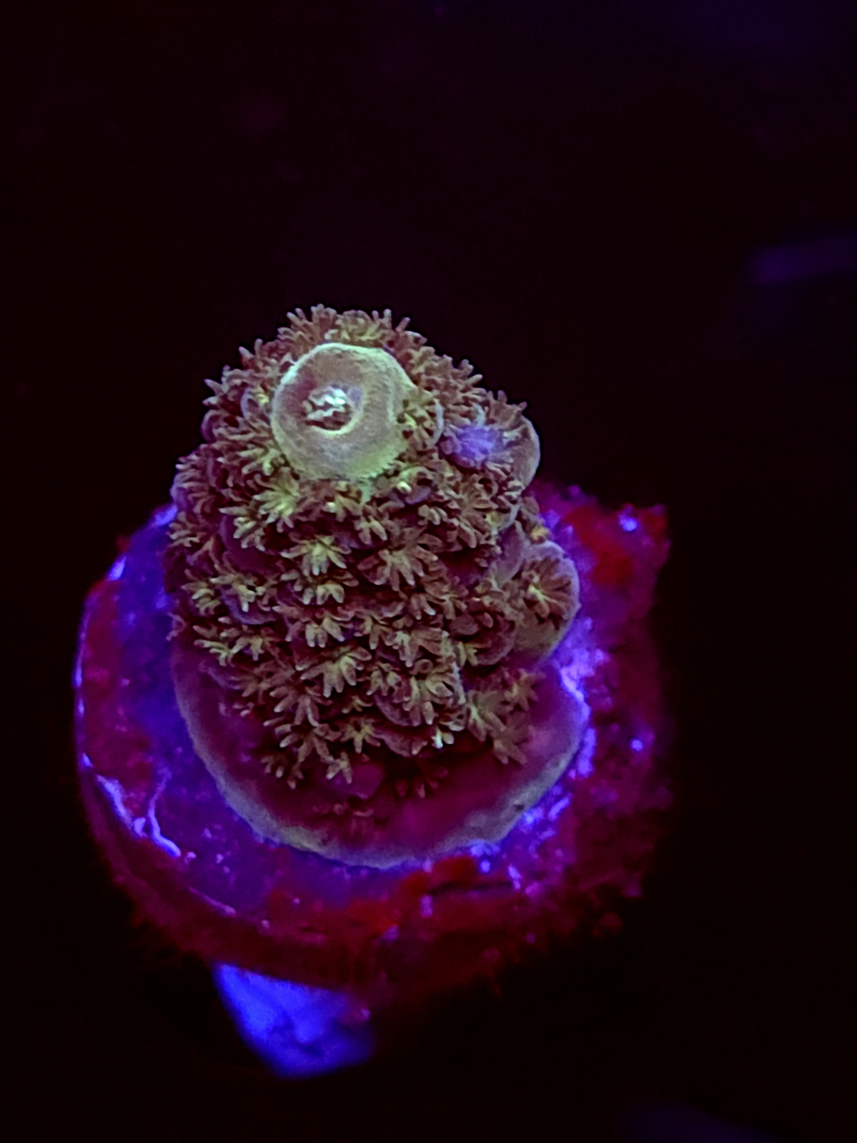 SBB "Marsh Tide" Acro Small Branch