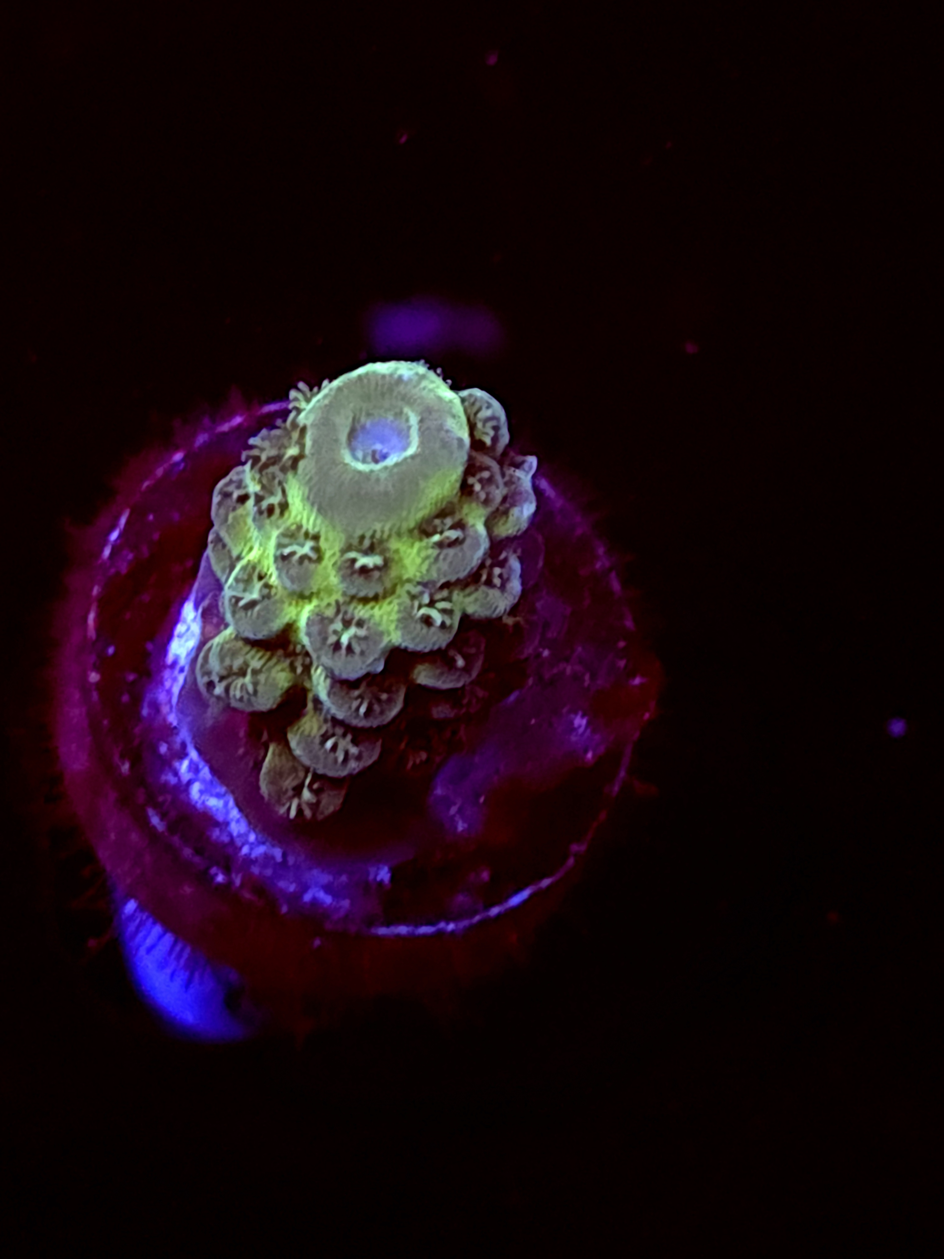 SBB "Marsh Tide" Acro Small Branch