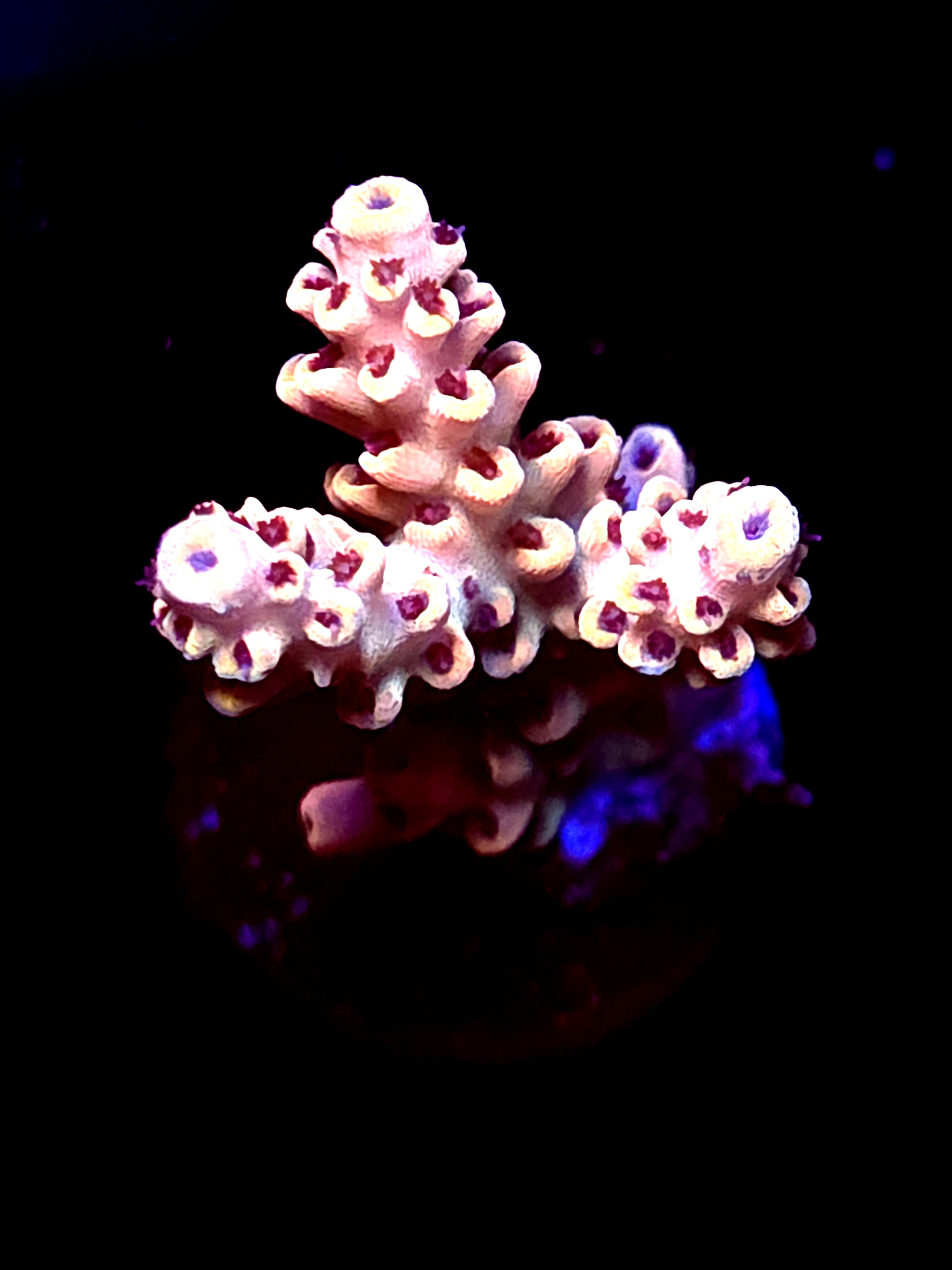 SBB "Frosted Venom" Acro Medium 3 Branch