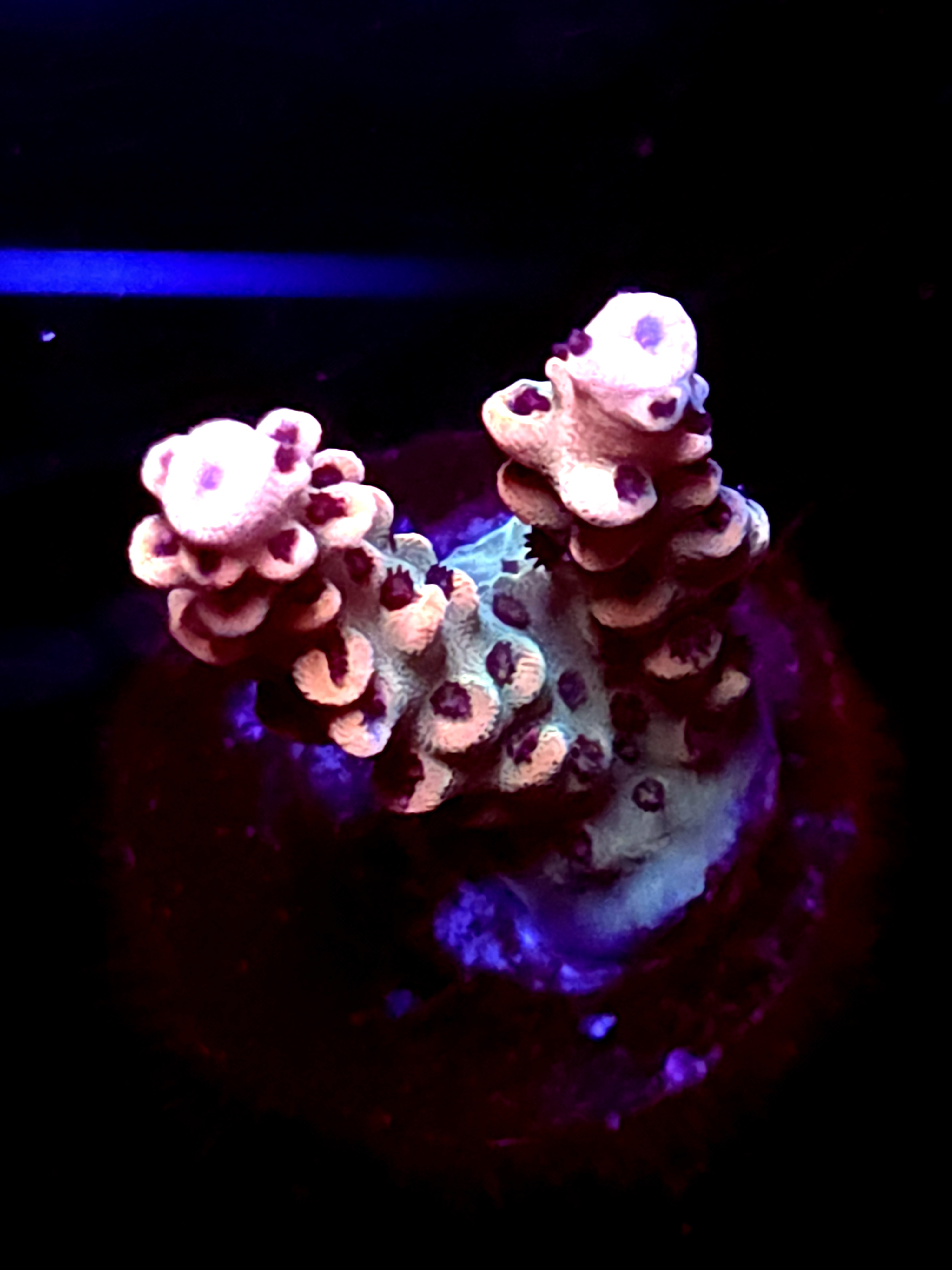 SBB "Mystery Signature" Acro Medium 2 Branch